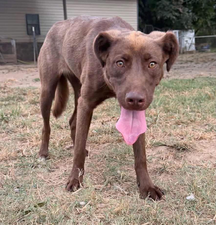 Enlarge Cinny, a Adoption Pending mixed breed in Monroeville, PA image 6/6