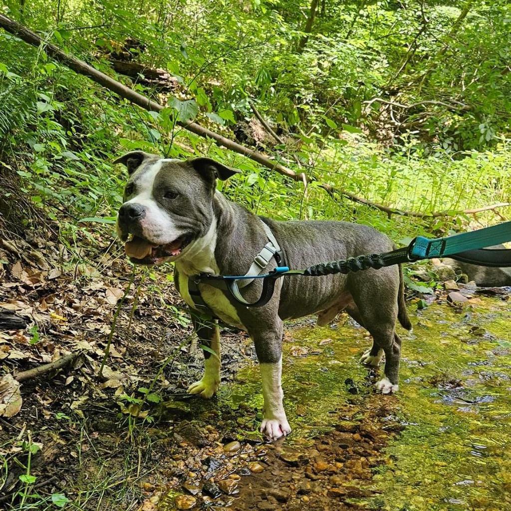 Zeus, Adoptable, Senior Male Pit Bull Terrier.