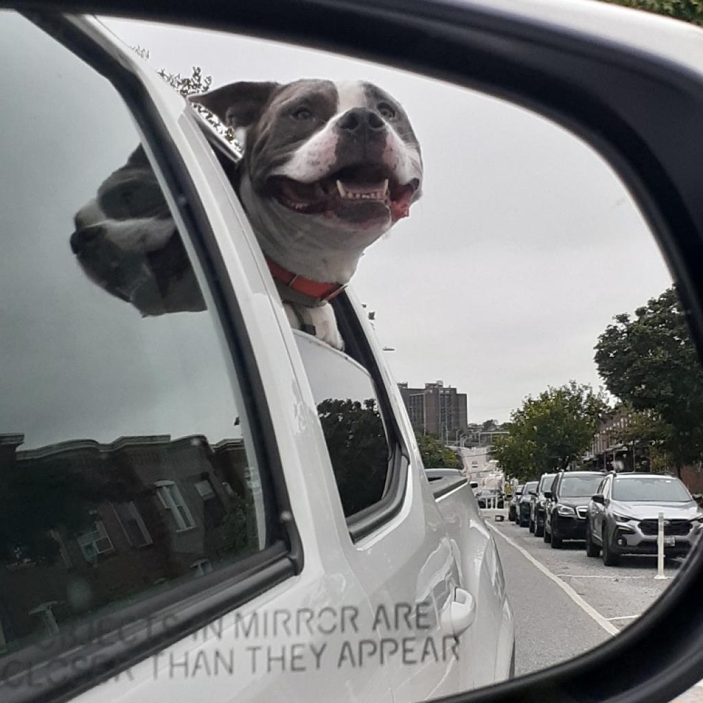 Enlarge Zeus, a Adoptable Pit Bull Terrier in Baltimore, MD image 2/6