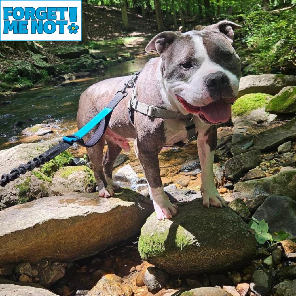 Enlarge Zeus, a Adoptable Pit Bull Terrier in Baltimore, MD image 3/6
