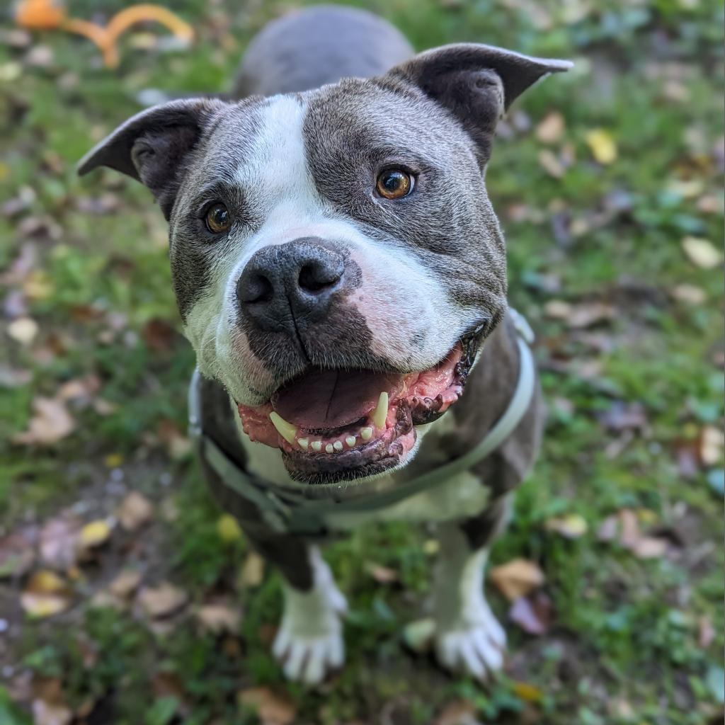 Enlarge Zeus, a Adoptable Pit Bull Terrier in Baltimore, MD image 4/6