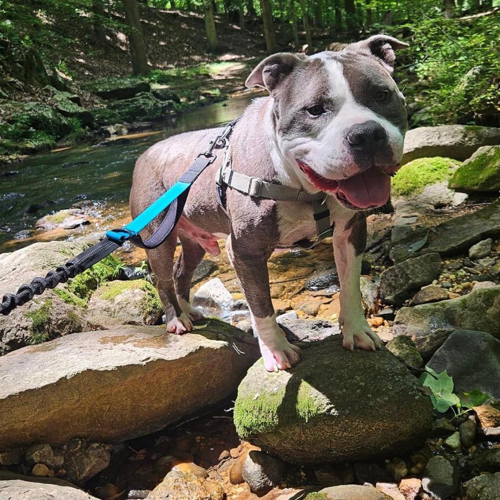 Enlarge Zeus, a Adoptable Pit Bull Terrier in Baltimore, MD image 5/6