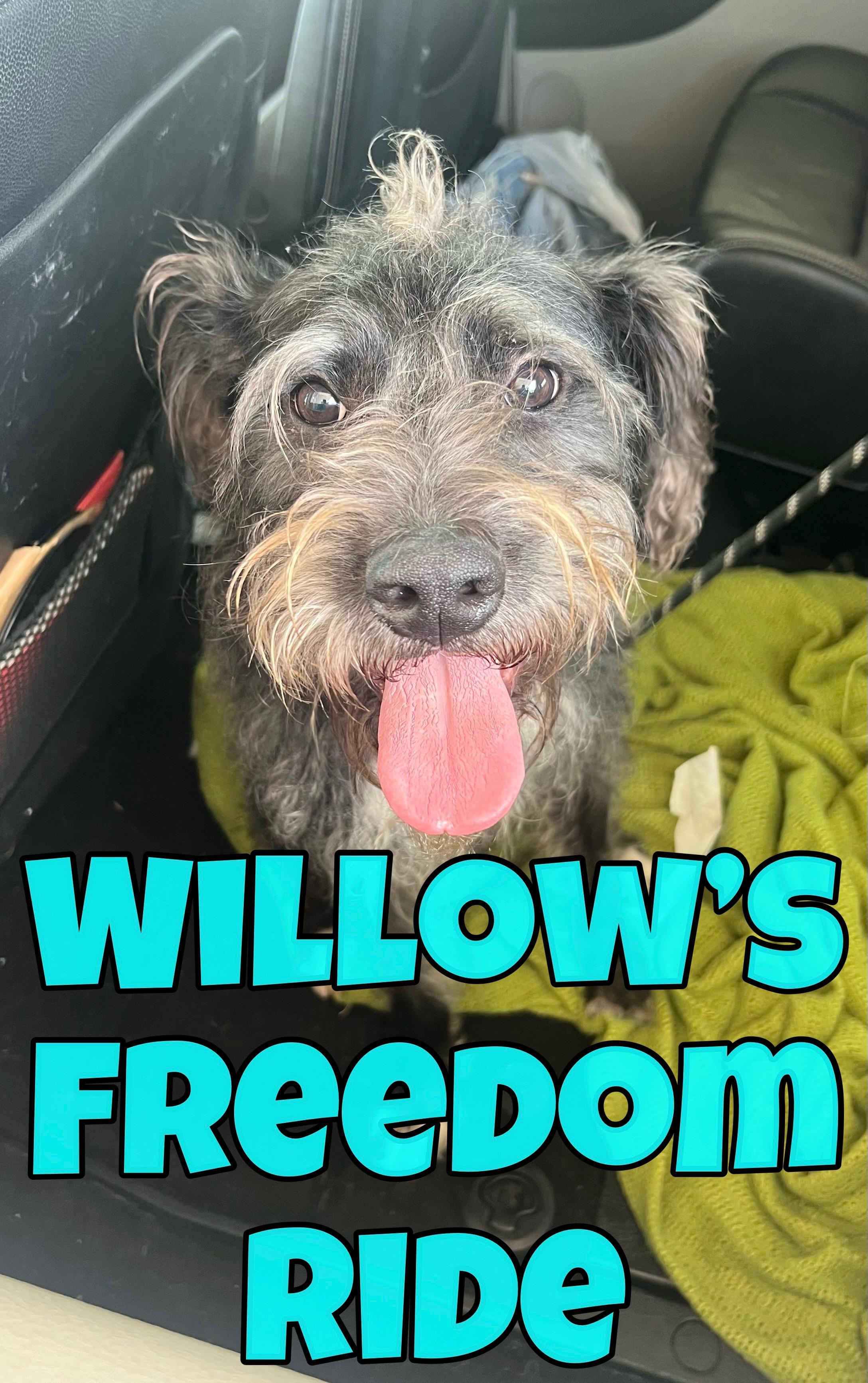Enlarge William, a Adoptable Labradoodle in Fishkill, NY image 1/1