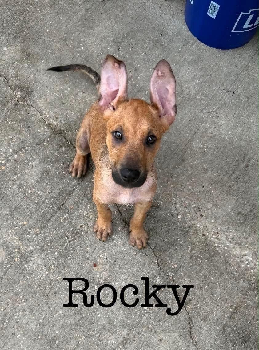 Enlarge Rocky, a Adoptable mixed breed in South Amboy, NJ image 1/1