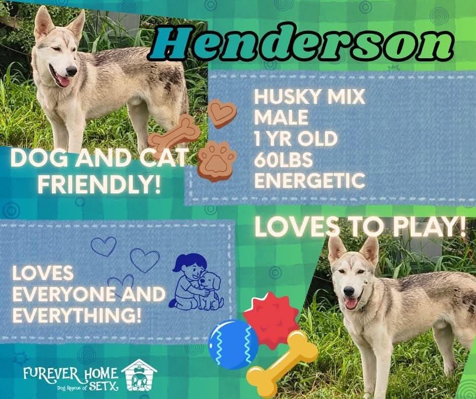 Enlarge Henderson, a Adoptable Husky in Aulac, NB image 1/1