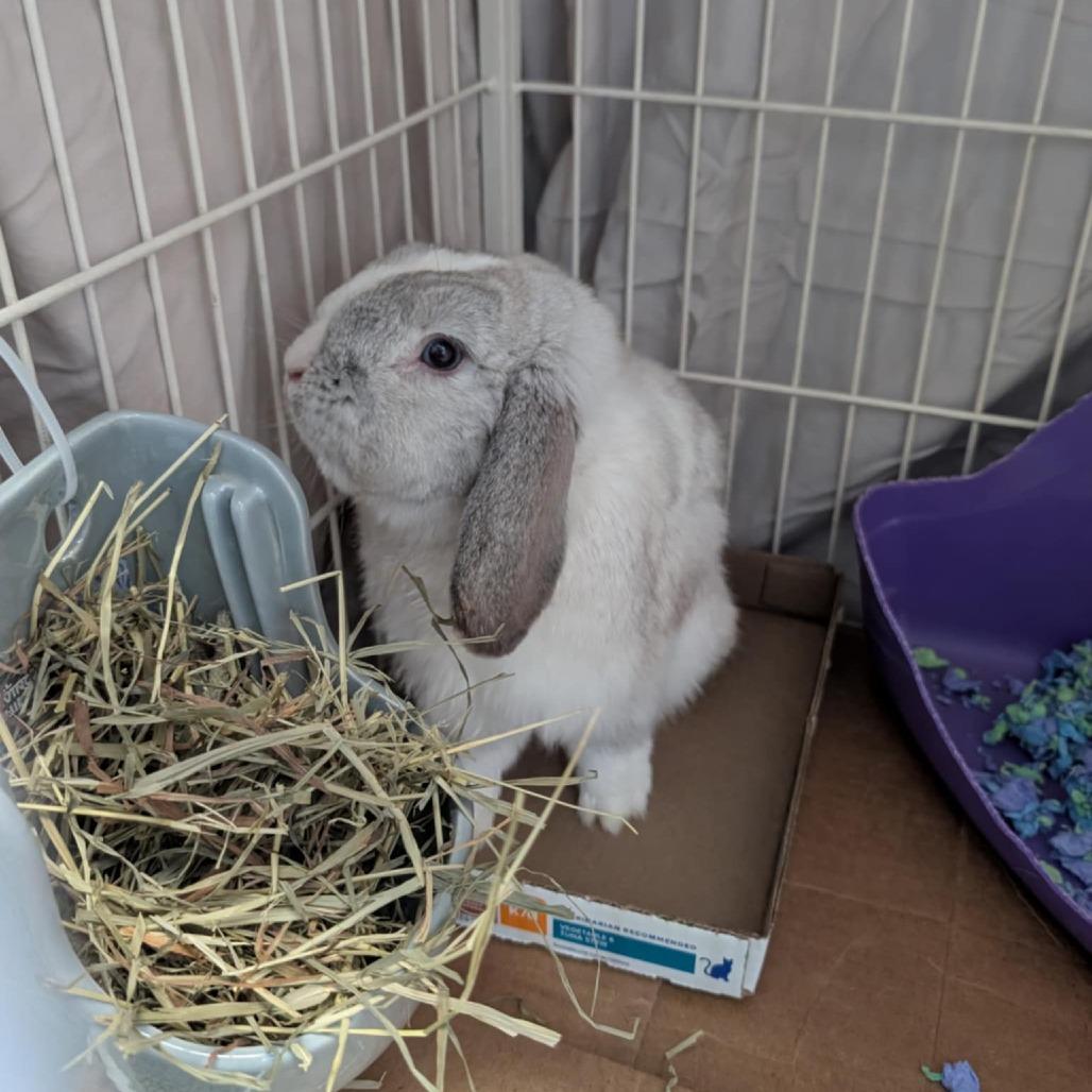 Frosty, Adoptable, Young Male Holland Lop.