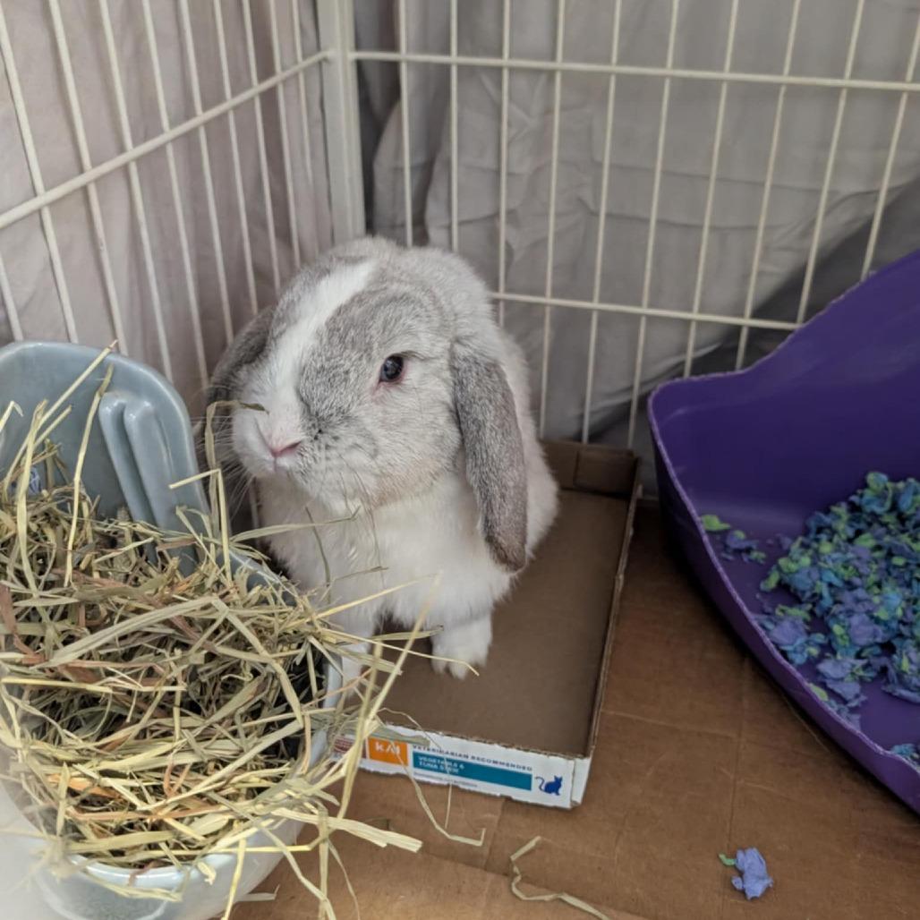 Enlarge Frosty, a Adoptable Holland Lop in Saugerties, NY image 2/2