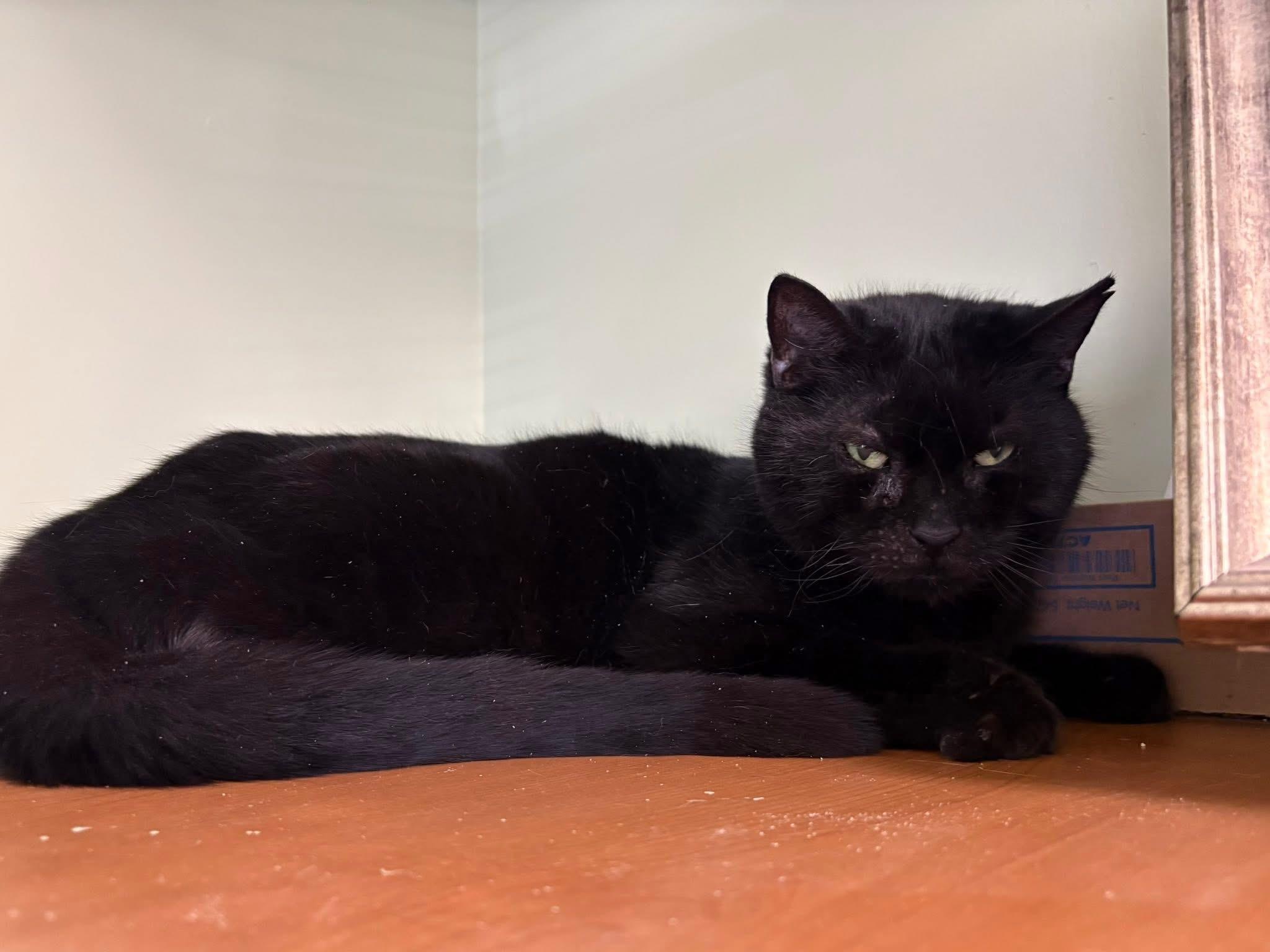 Enlarge Higgins, a ADOPTABLE Domestic Short Hair in Vernon, NJ image 1/1