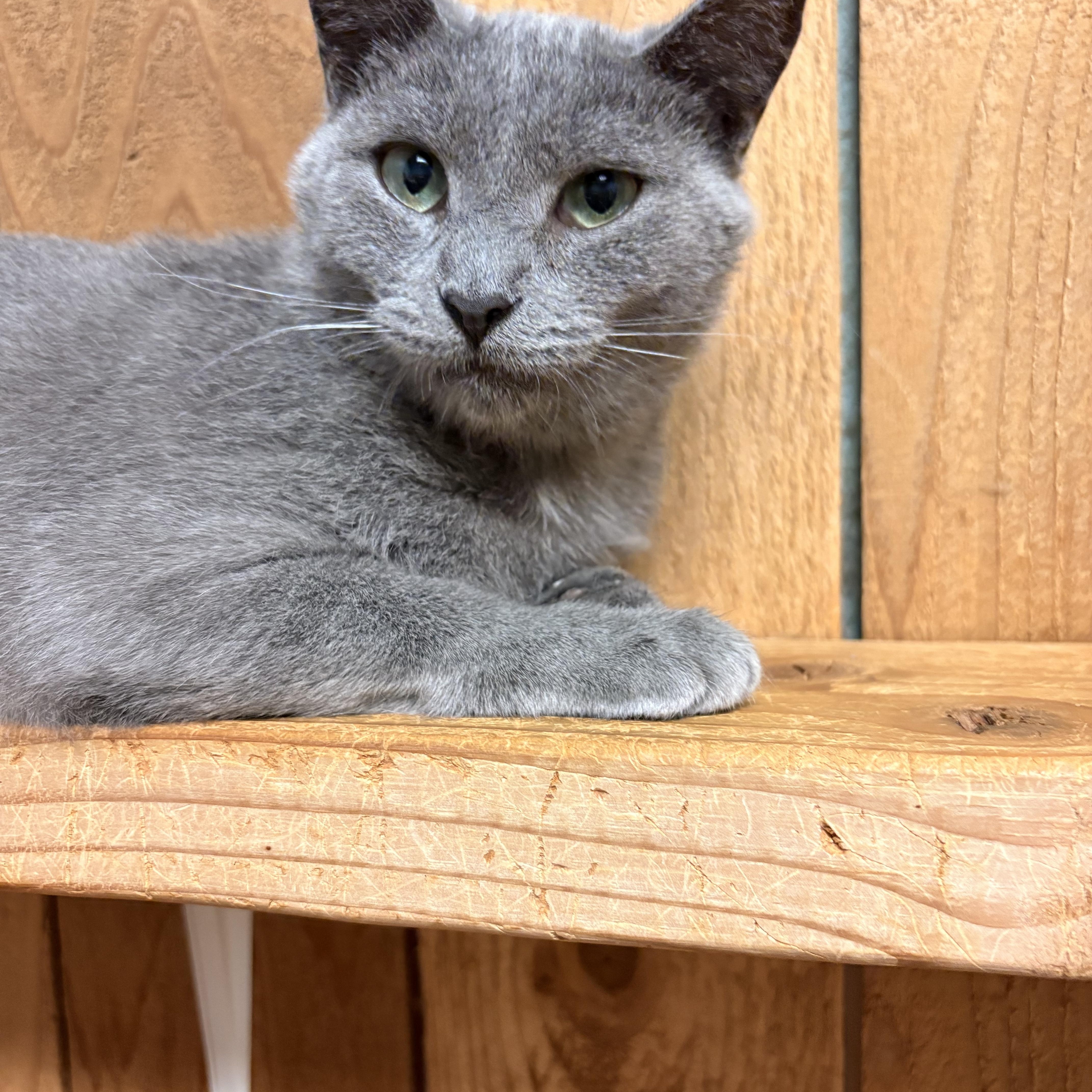 Enlarge Rosie, a Adopted Russian Blue in Spokane, WA image 3/3
