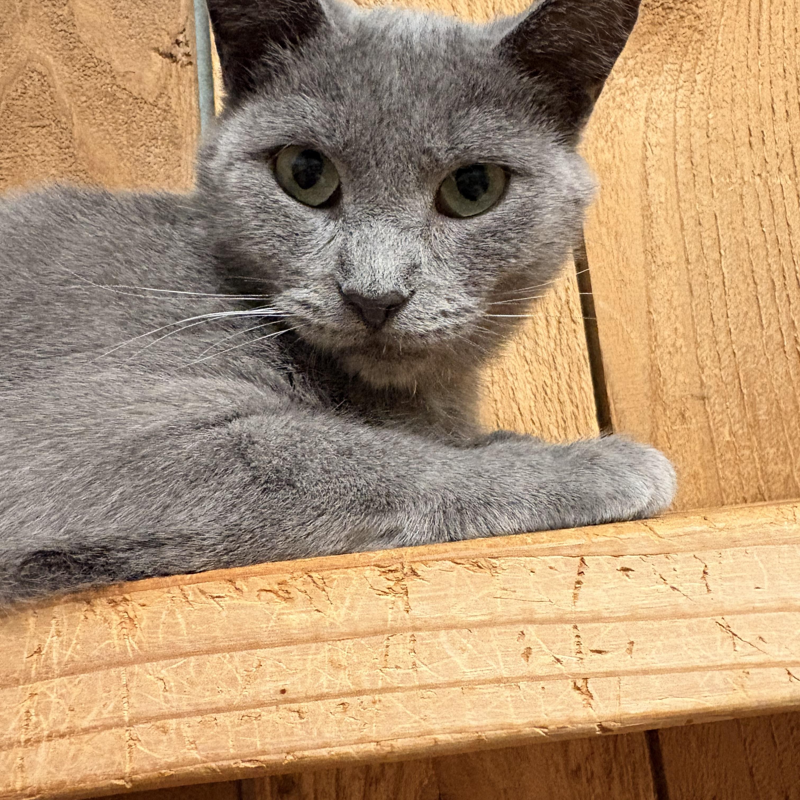 Enlarge Rosie, a Adopted Russian Blue in Spokane, WA image 1/3
