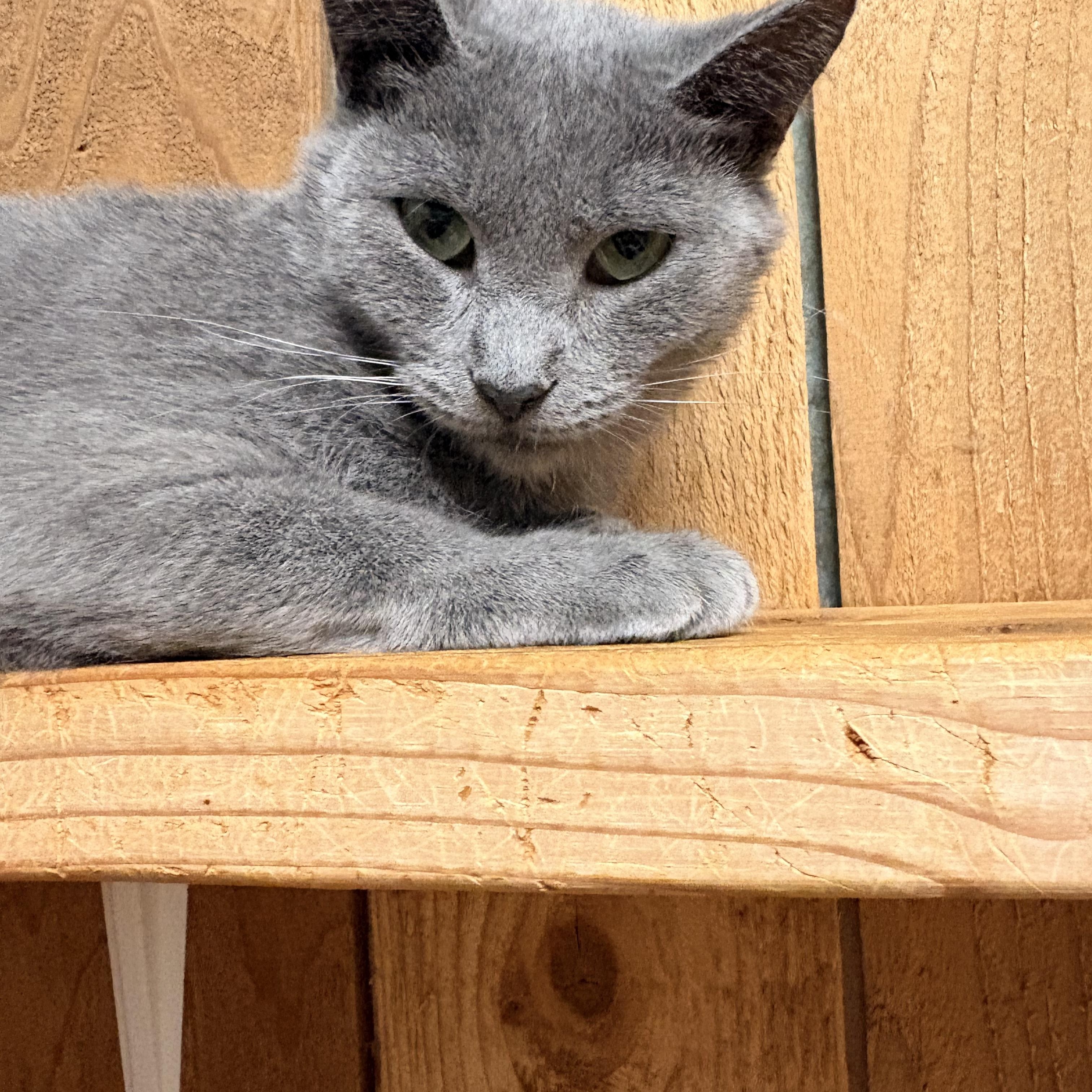 Enlarge Rosie, a Adopted Russian Blue in Spokane, WA image 2/3