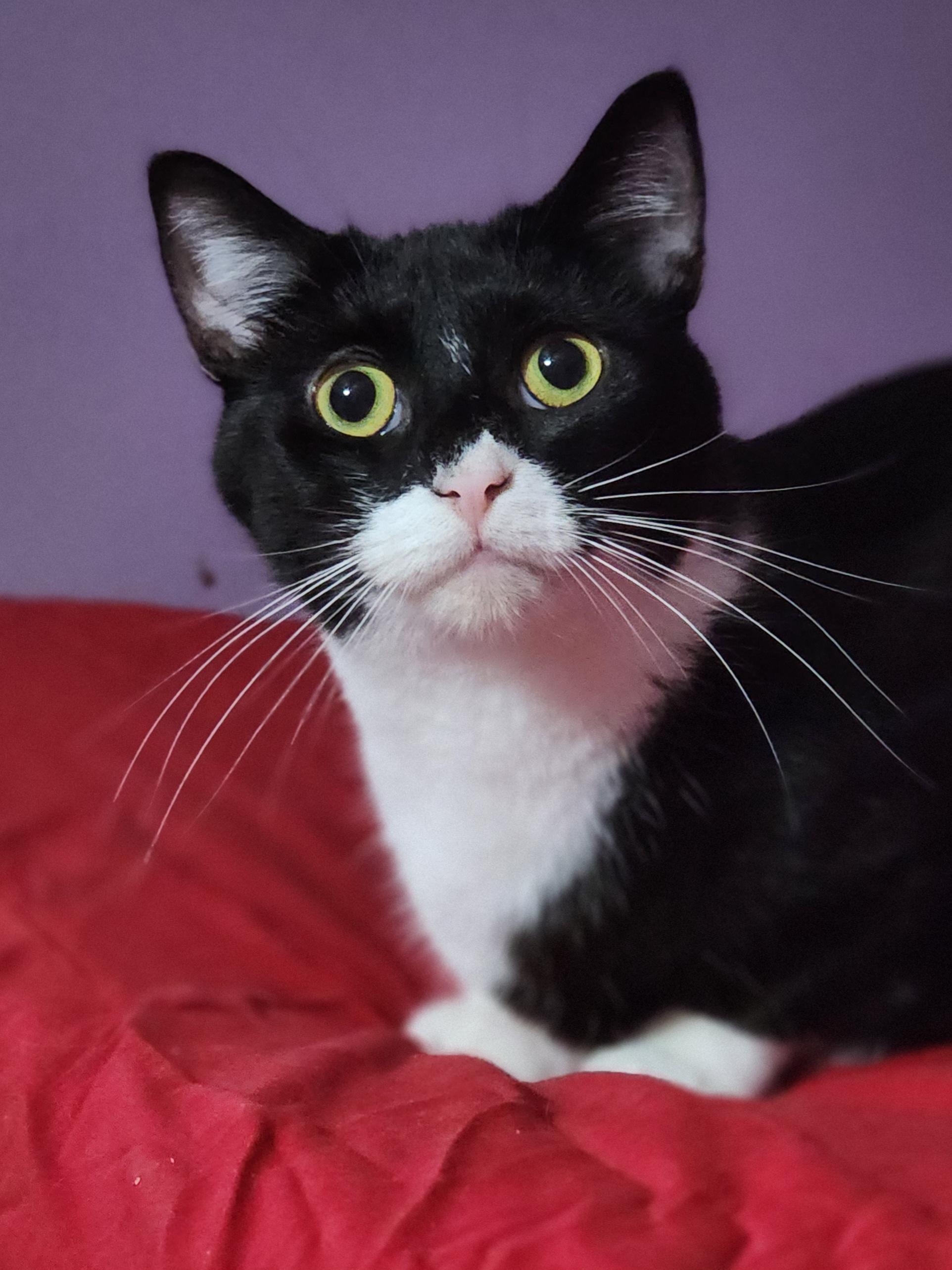 Rosita, adoptable, Young Female Tuxedo.