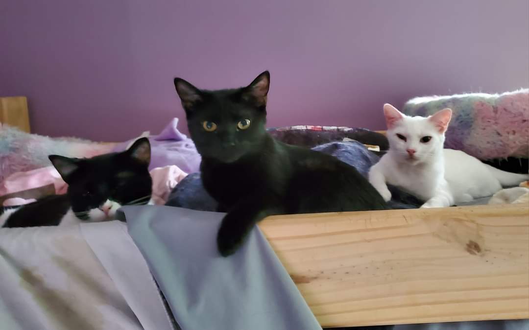 Enlarge Rosita, an adoptable Tuxedo in Bristol, TN image 4/6