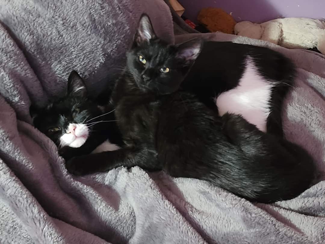 Enlarge Rosita, an adoptable Tuxedo in Bristol, TN image 5/6