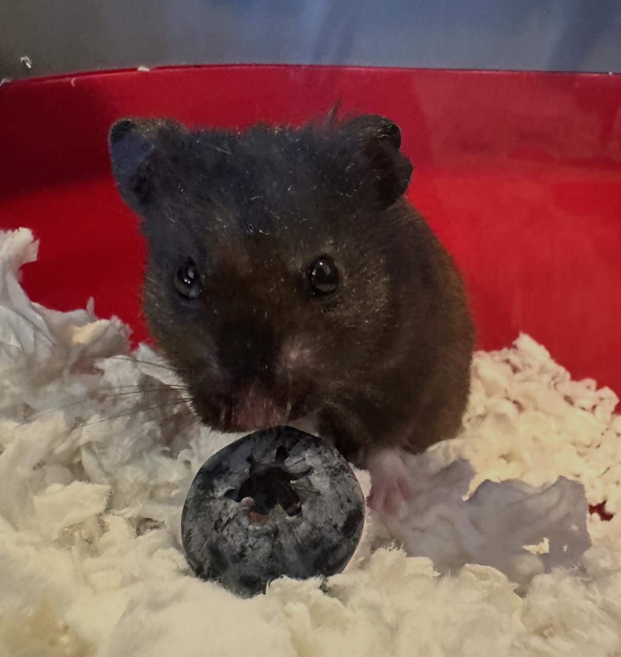 Gaz, a ADOPTABLE Hamster in Minneapolis, MN image 2/2