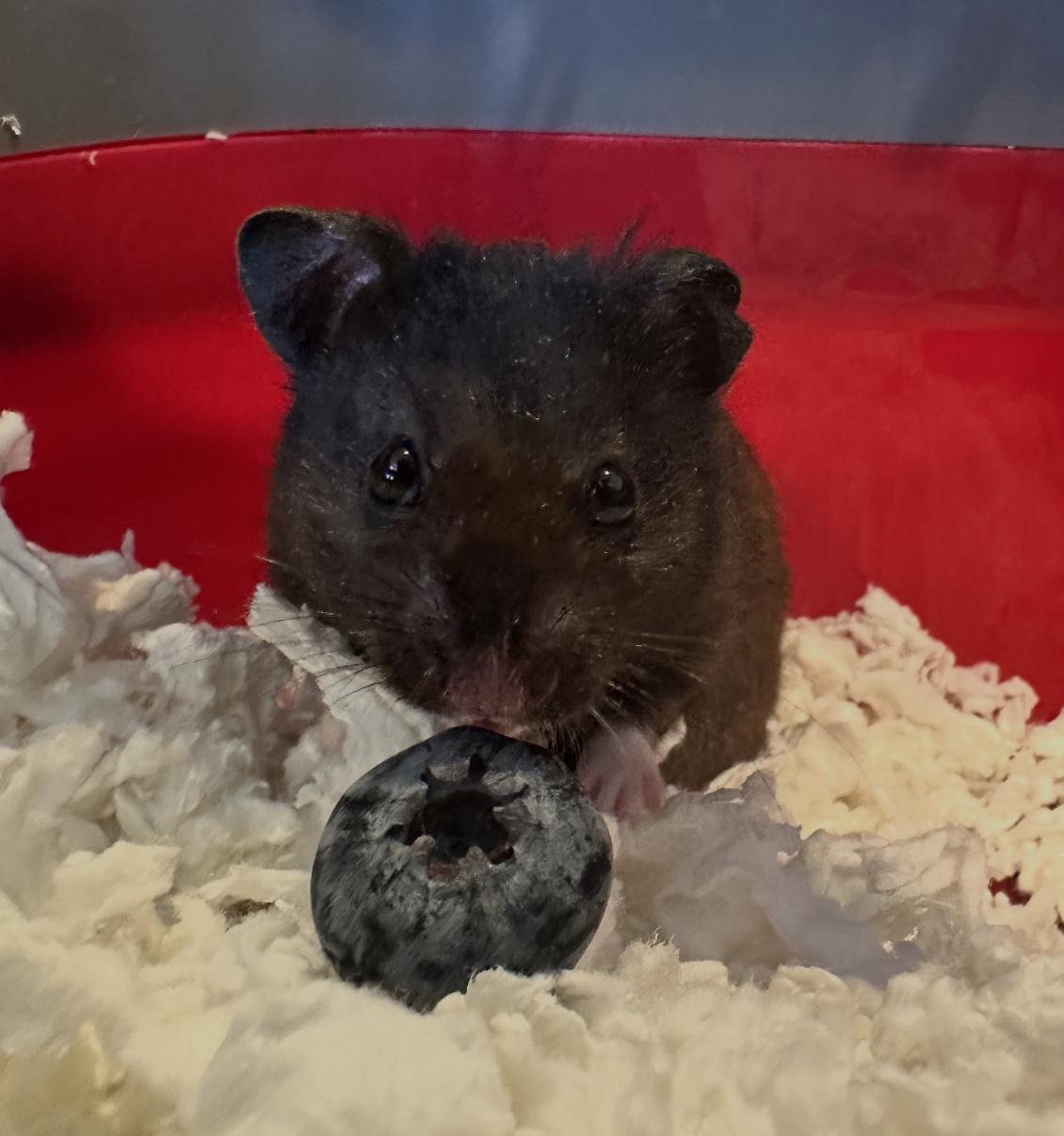 Gaz, ADOPTABLE, Adult Male Hamster.