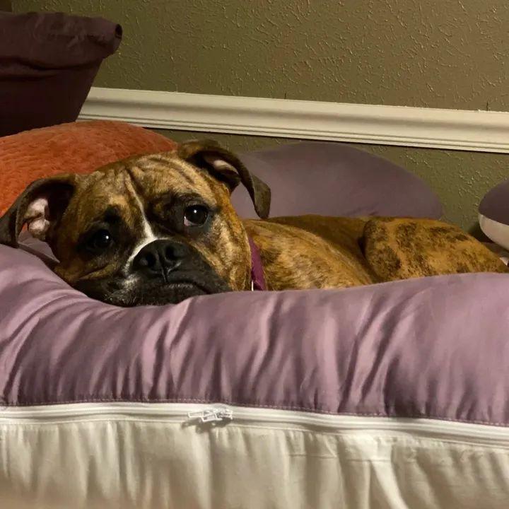 Enlarge Maggie, a Adopted Boxer in Monticello, NY image 1/1