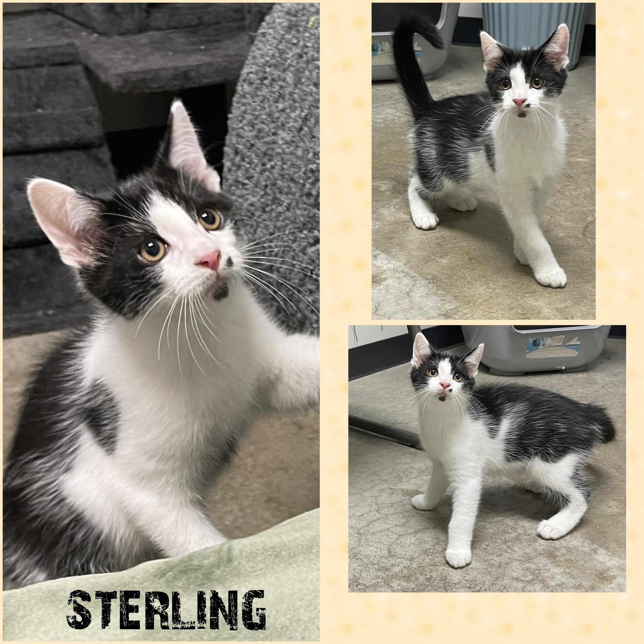 Sterling