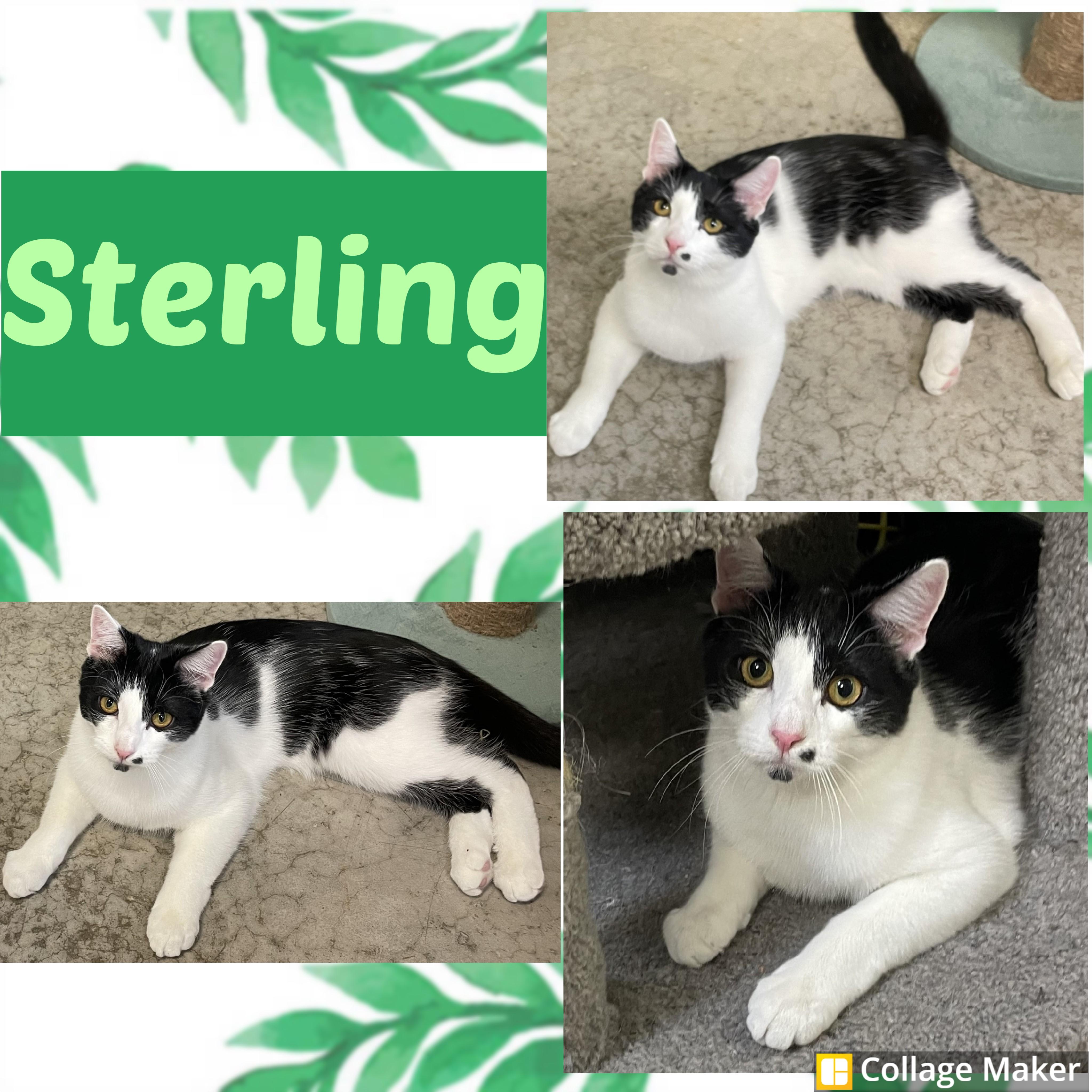 Sterling