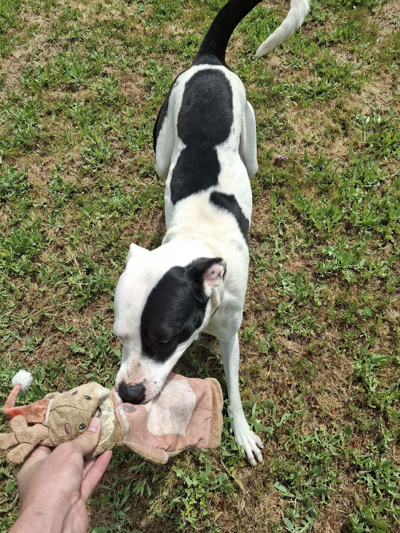 Rosie, a ADOPTABLE mixed breed in Weaverville, CA image 6/6