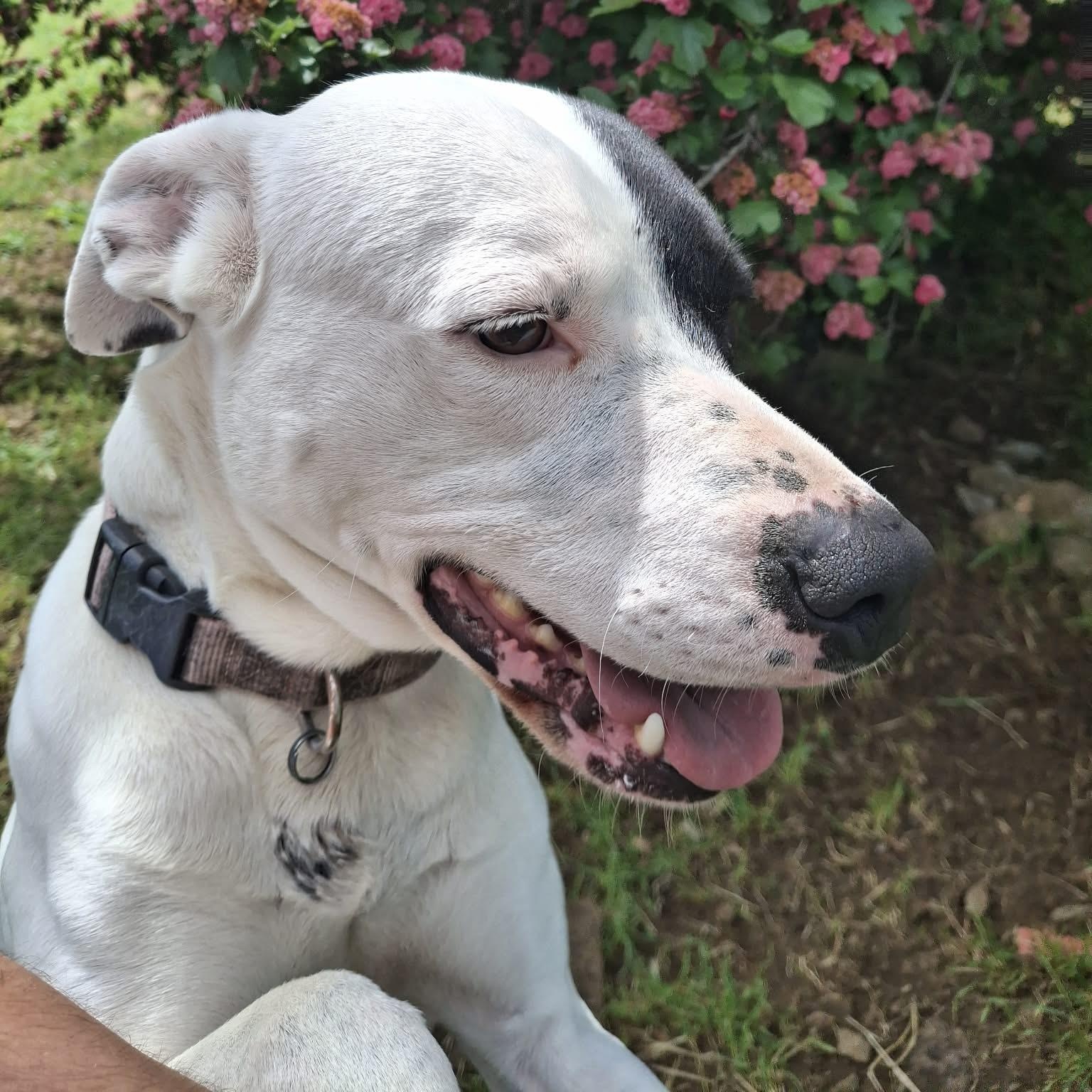 Rosie, a ADOPTABLE mixed breed in Weaverville, CA image 1/6