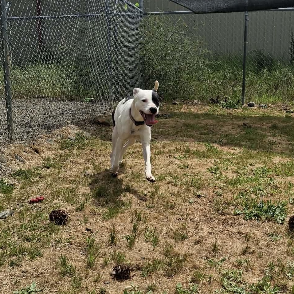 Rosie, a ADOPTABLE mixed breed in Weaverville, CA image 2/6