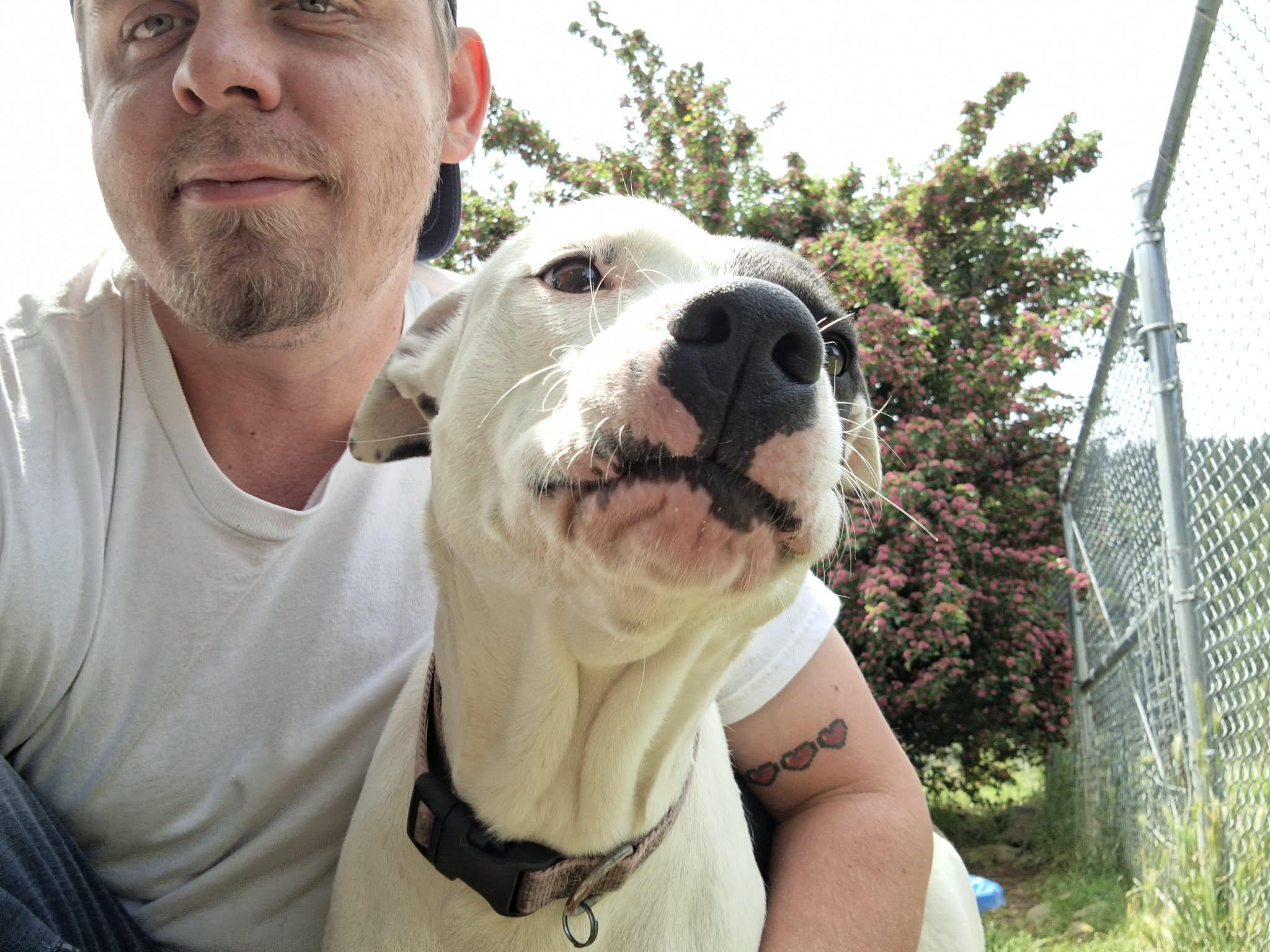 Rosie, a ADOPTABLE mixed breed in Weaverville, CA image 4/6