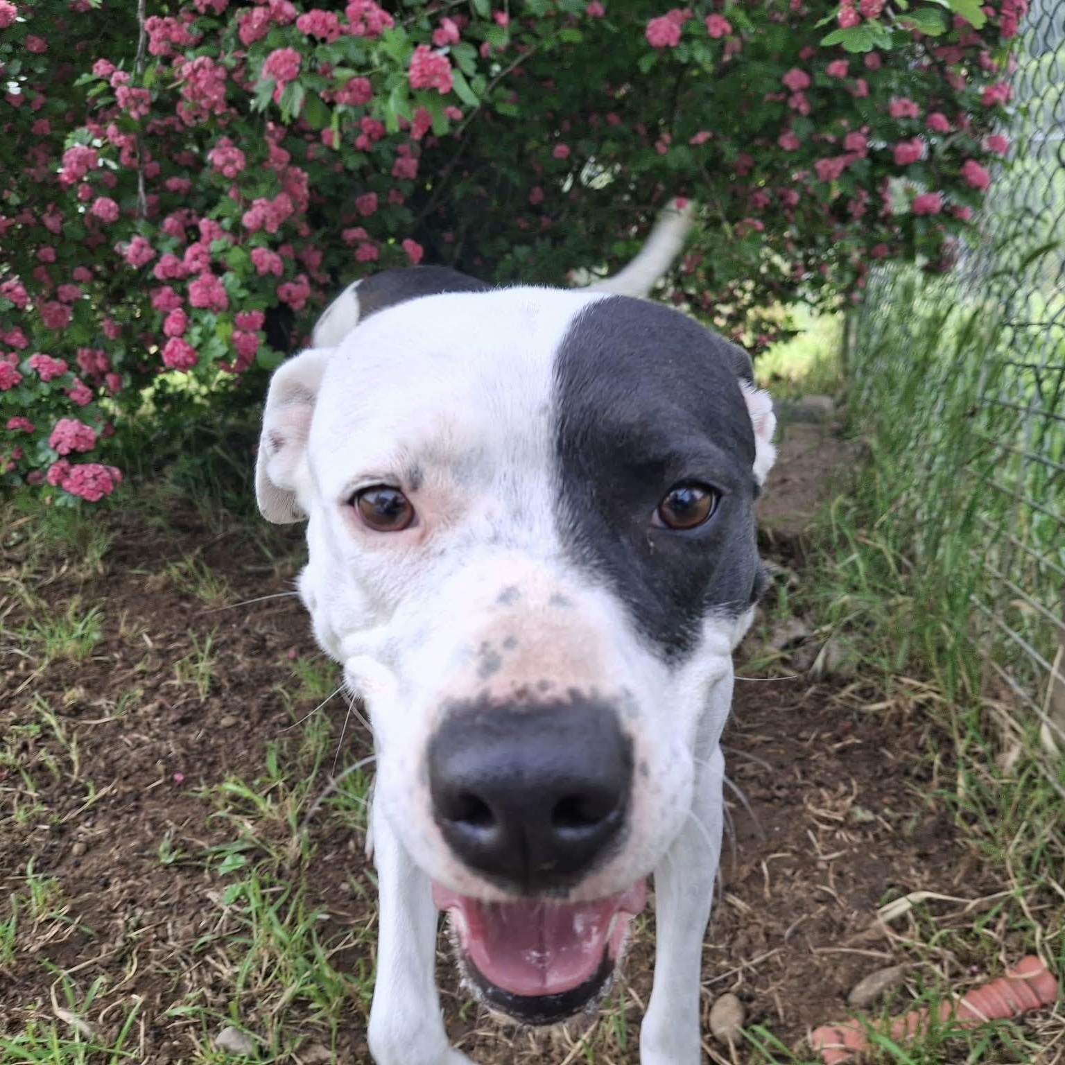 Rosie, a ADOPTABLE mixed breed in Weaverville, CA image 5/6