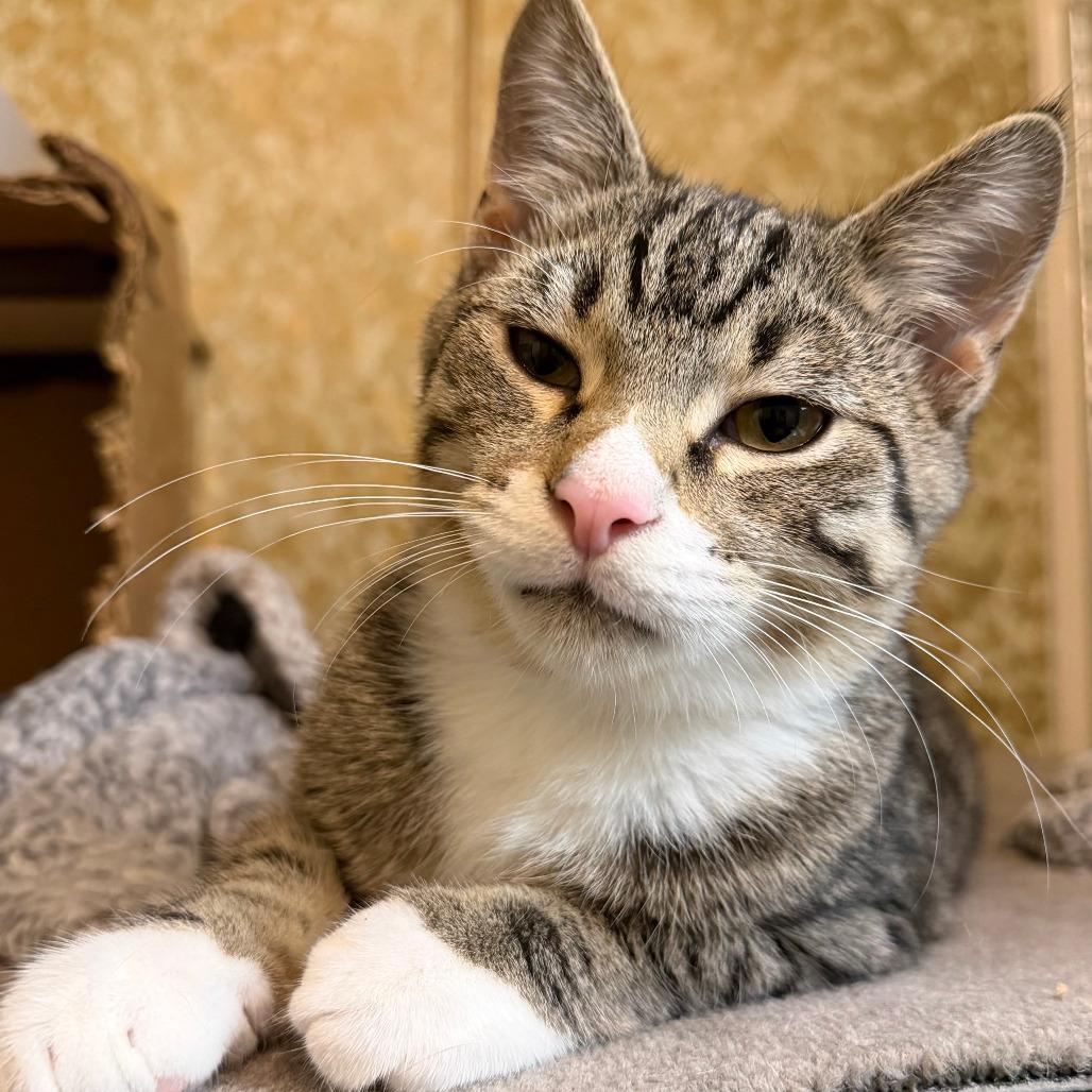 Neapolitan, Adoptable, Kitten Male Domestic Short Hair.