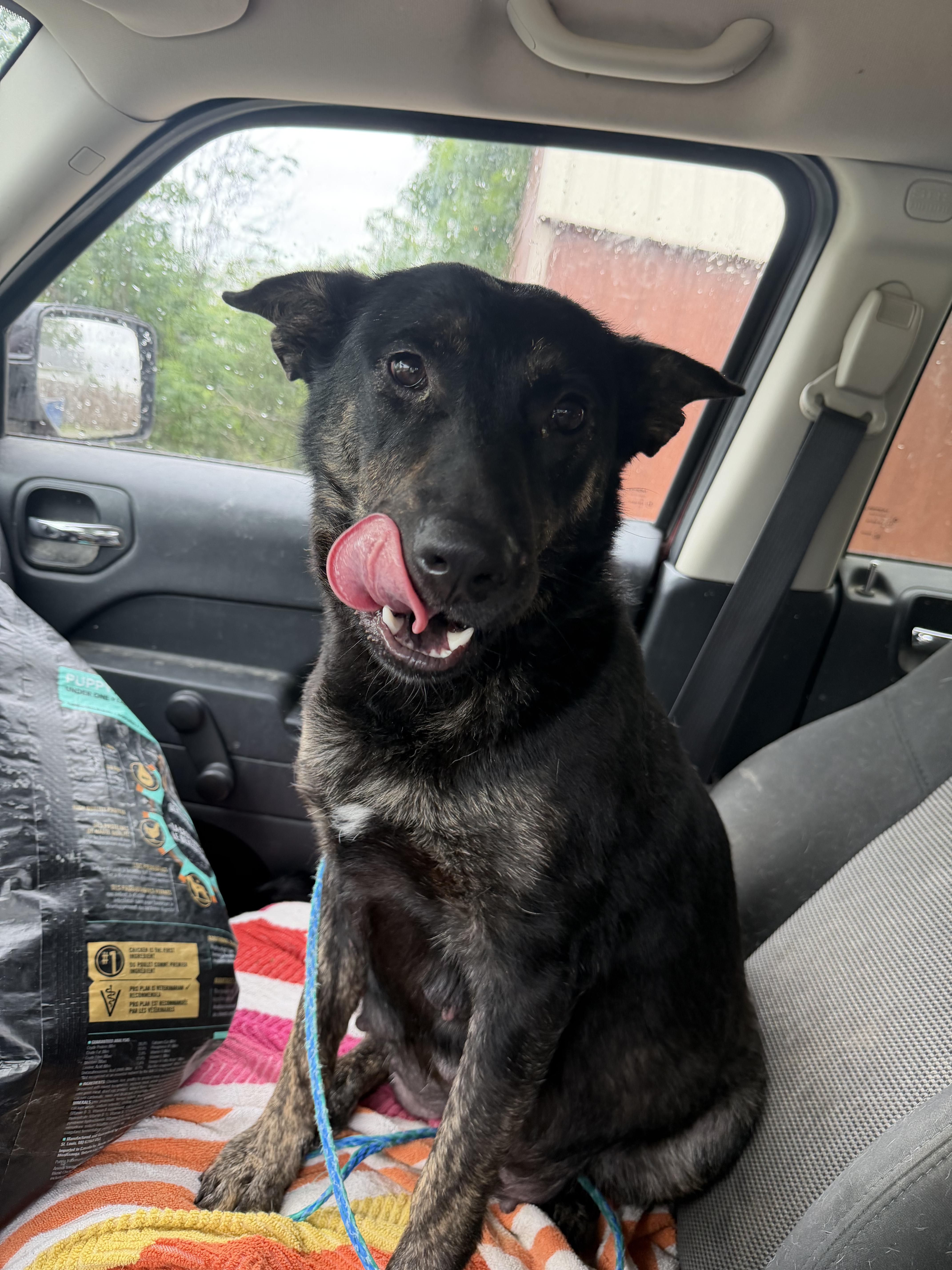 Enlarge Mayhem (MayMay), a Adoptable mixed breed in Bloomsdale, MO image 4/5