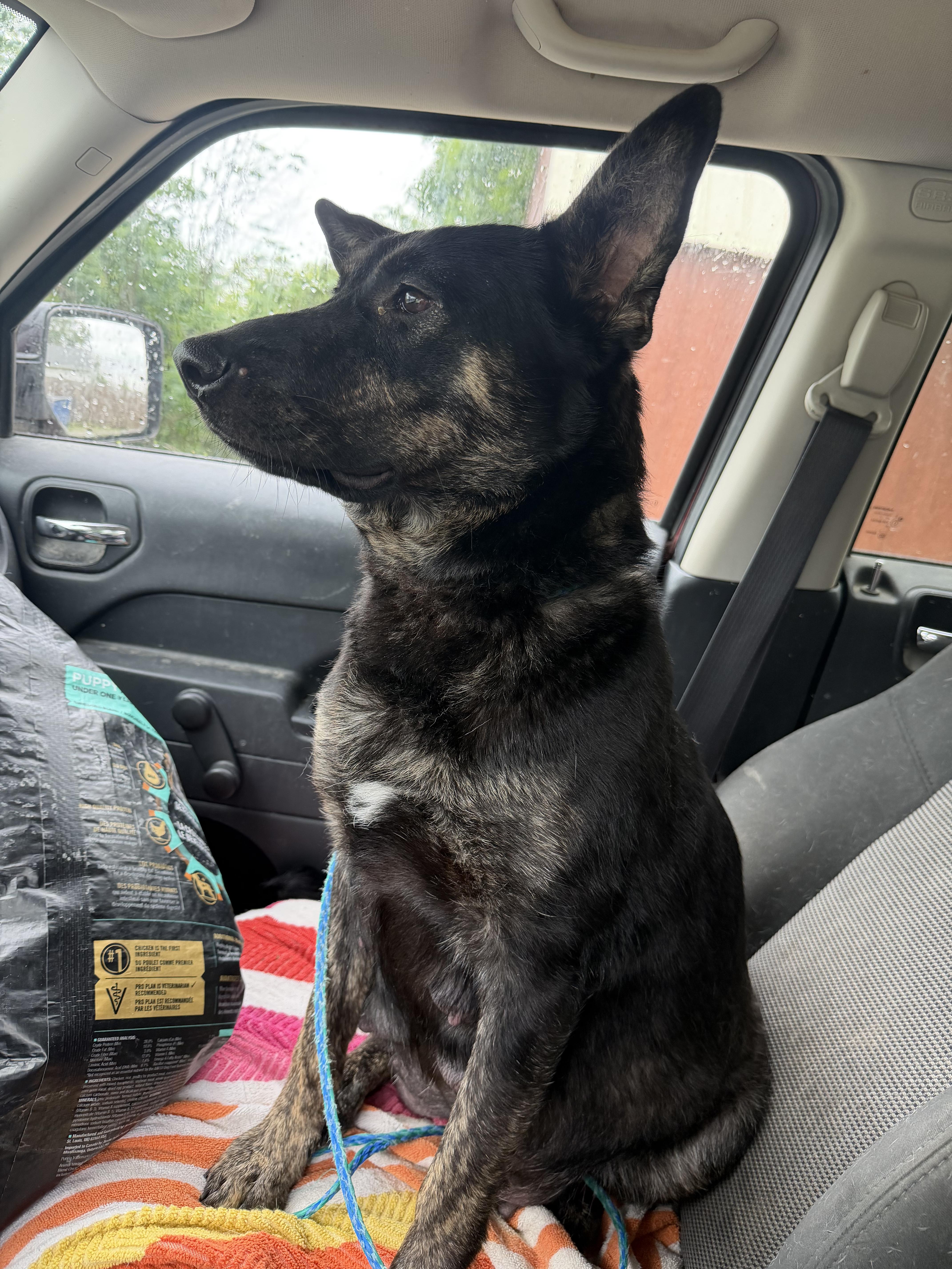 Enlarge Mayhem (MayMay), a Adoptable mixed breed in Bloomsdale, MO image 5/5