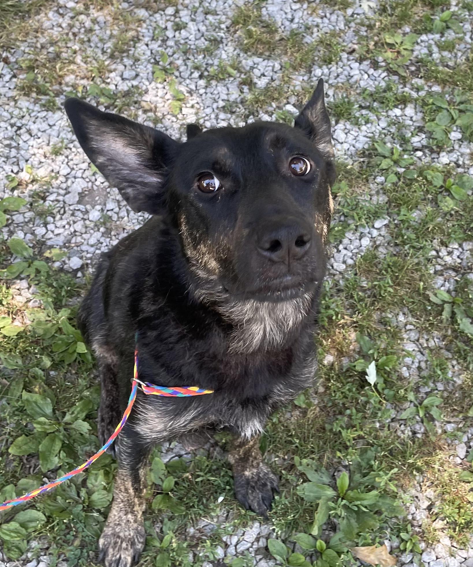 Enlarge Mayhem (MayMay), a Adoptable mixed breed in Bloomsdale, MO image 1/5