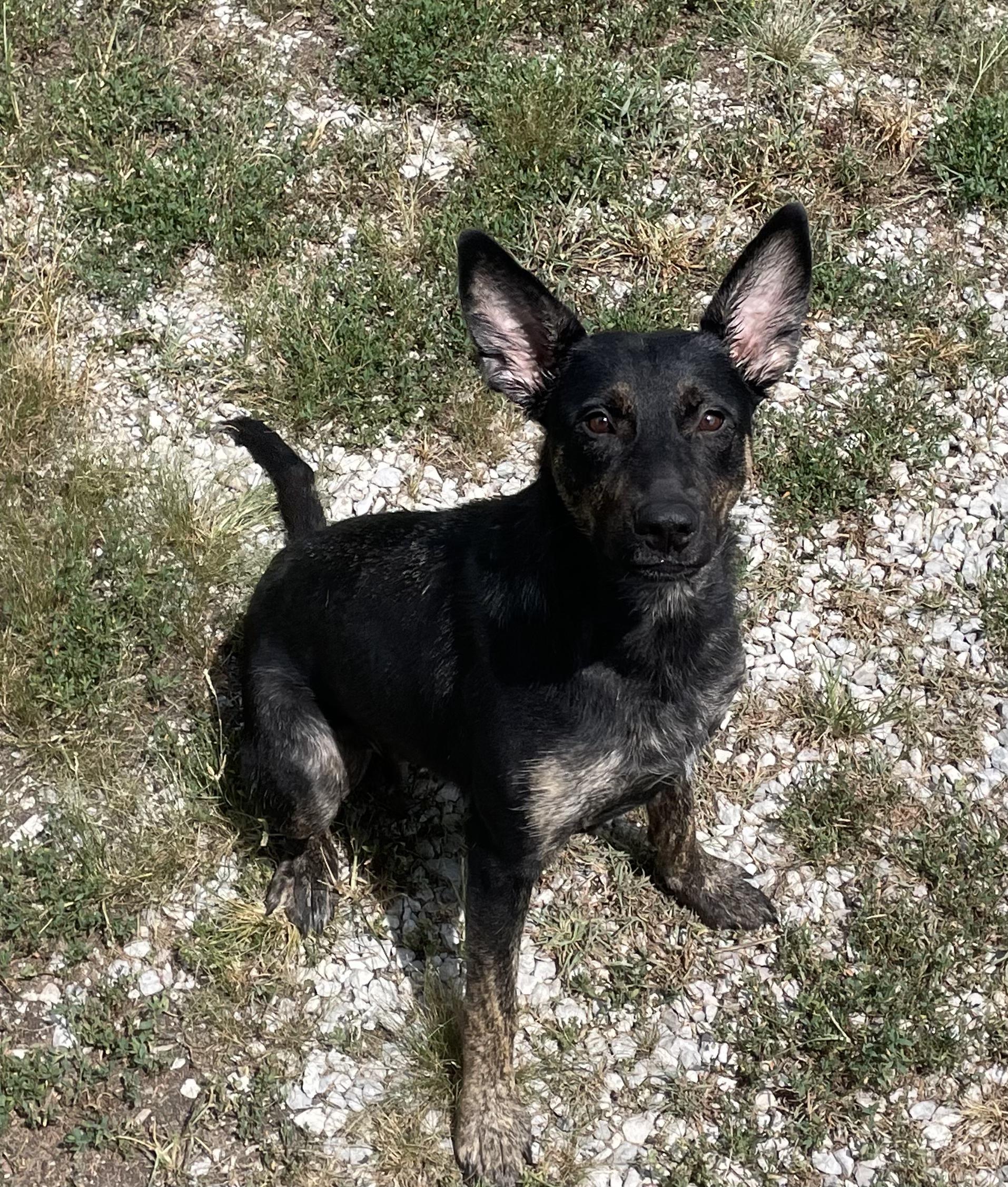 Enlarge Mayhem (MayMay), a Adoptable mixed breed in Bloomsdale, MO image 2/5
