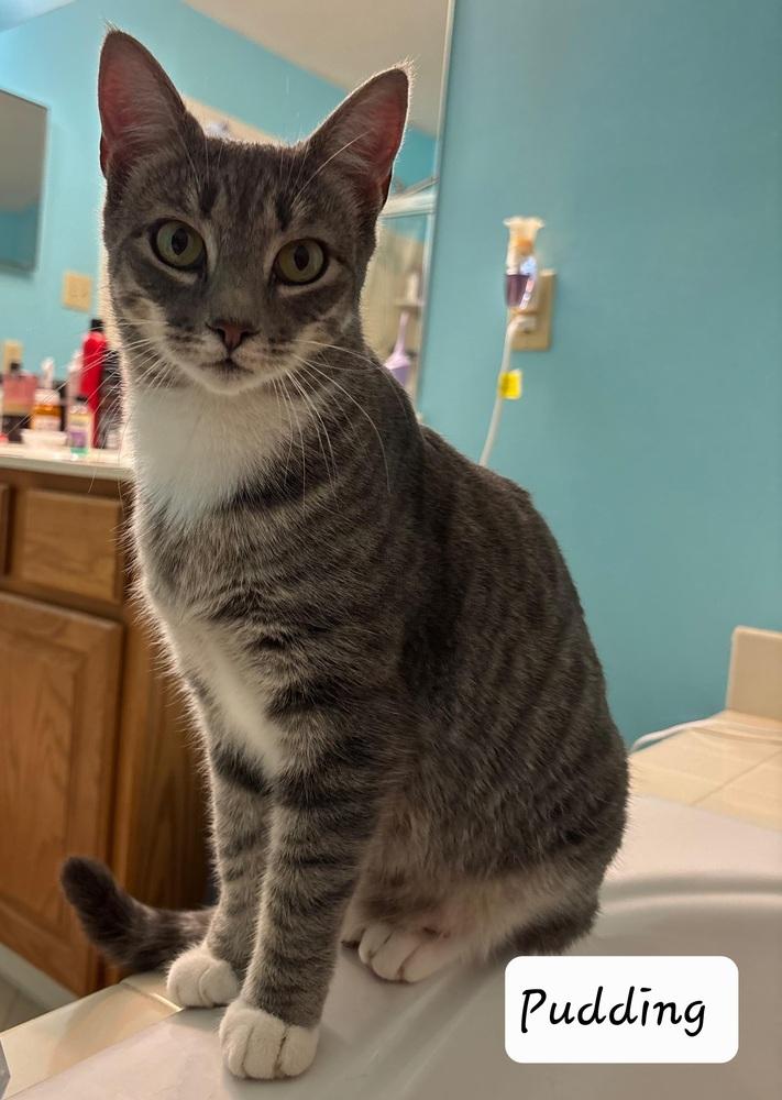 Pudding, a Adoptable Domestic Short Hair in Skippack, PA image 3/3