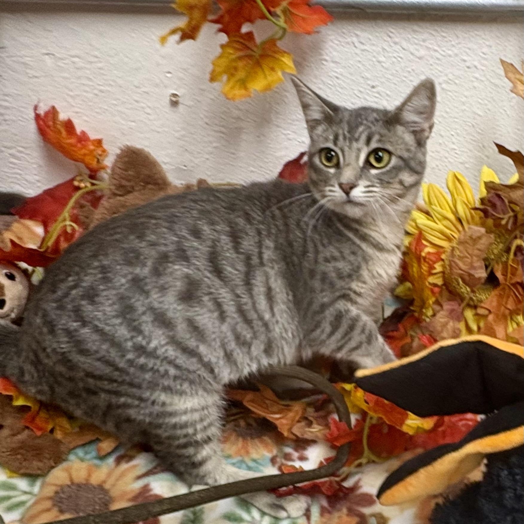Enlarge Basil, a Adoptable mixed breed in Charles City, IA image 4/6