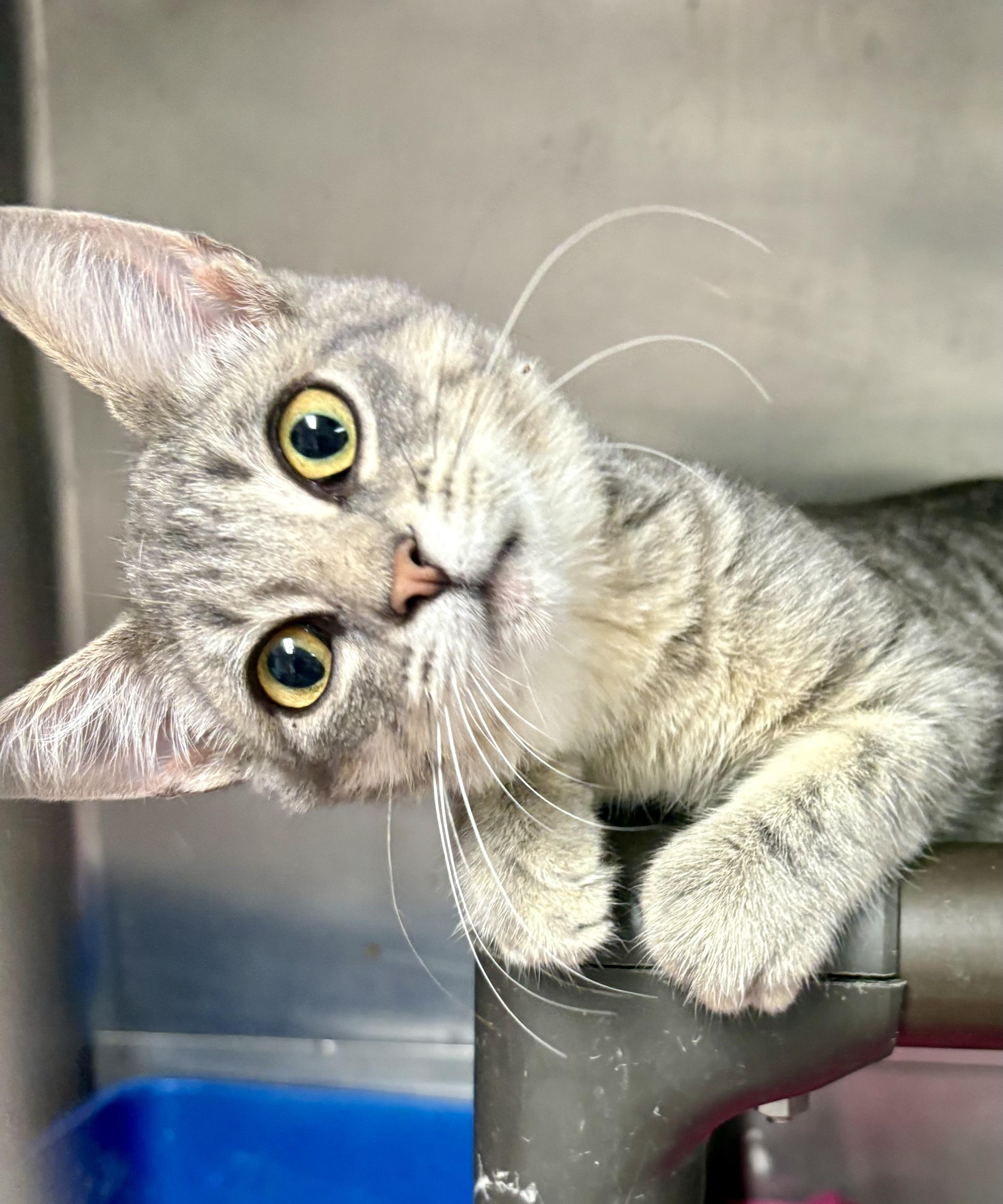 Enlarge Basil, a ADOPTABLE mixed breed in Charles City, IA image 3/5