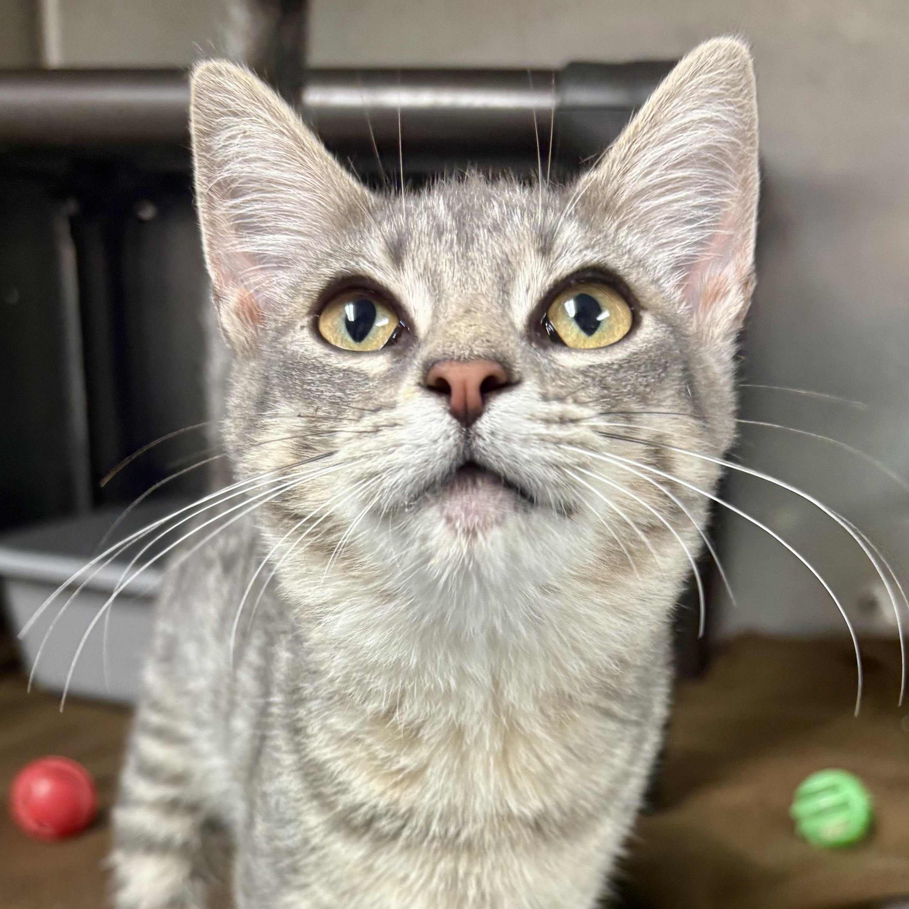 Basil, ADOPTABLE, Young Female Domestic Short Hair.