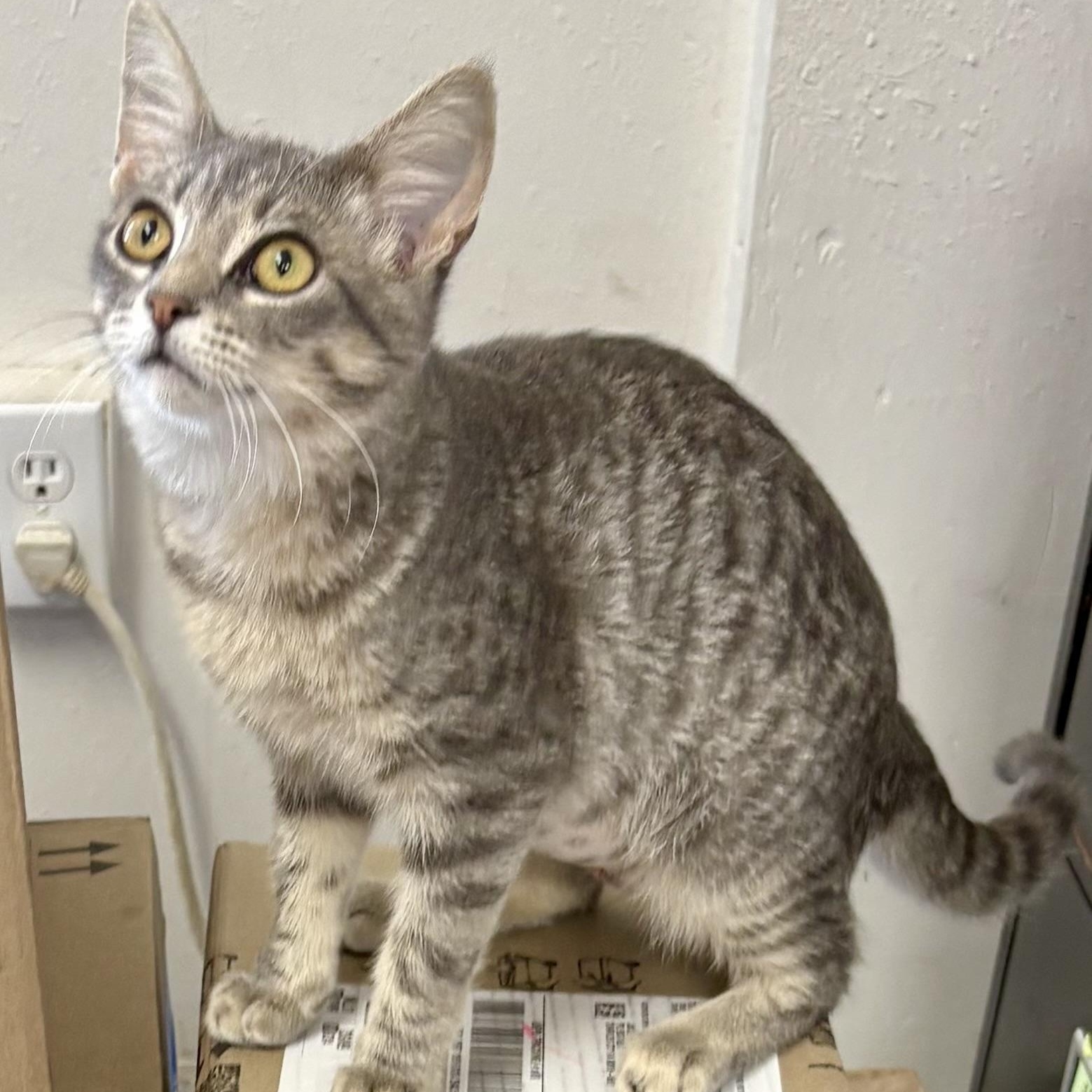 Enlarge Basil, a Adoptable mixed breed in Charles City, IA image 5/6