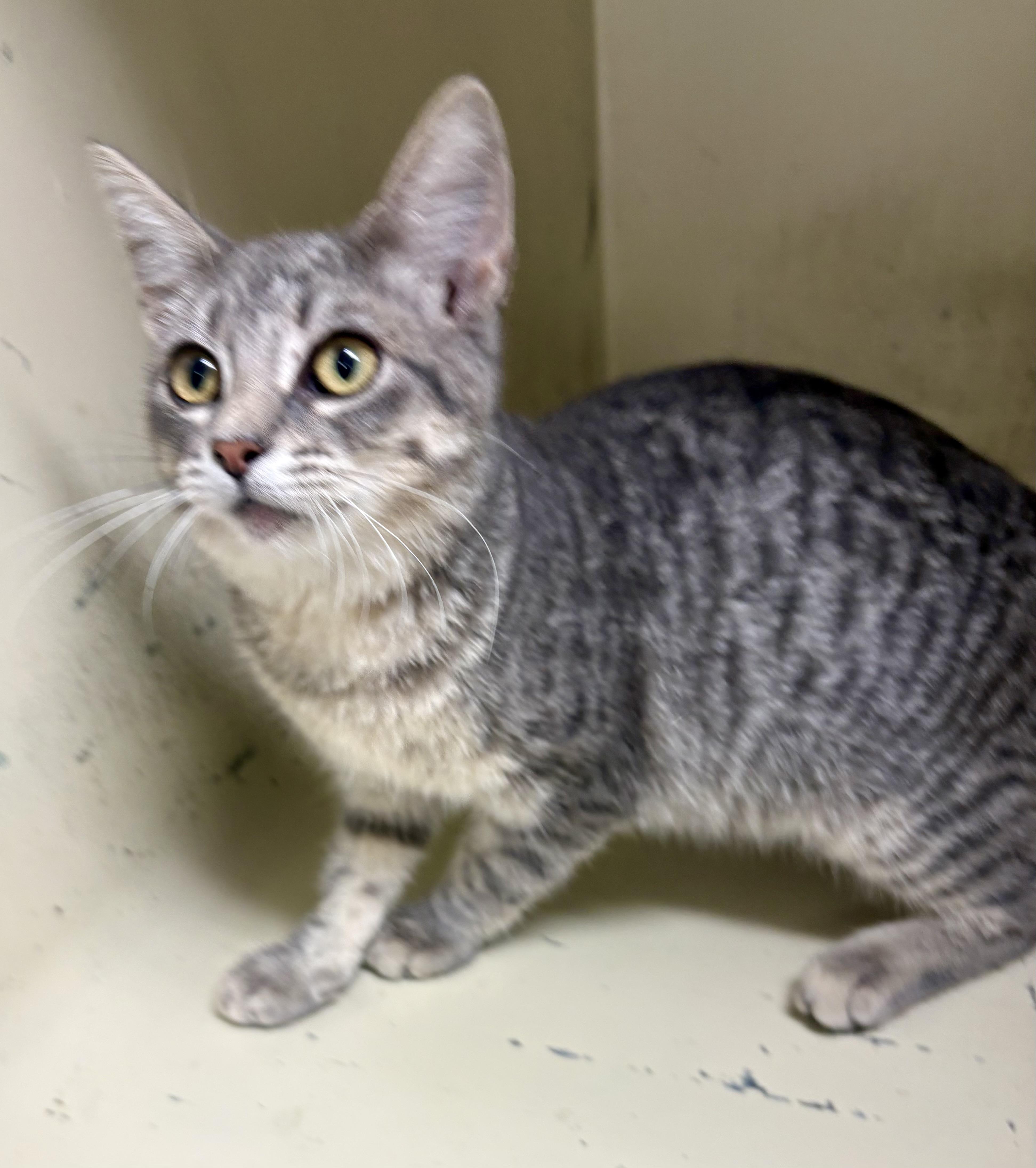 Enlarge Basil, a ADOPTABLE mixed breed in Charles City, IA image 2/5