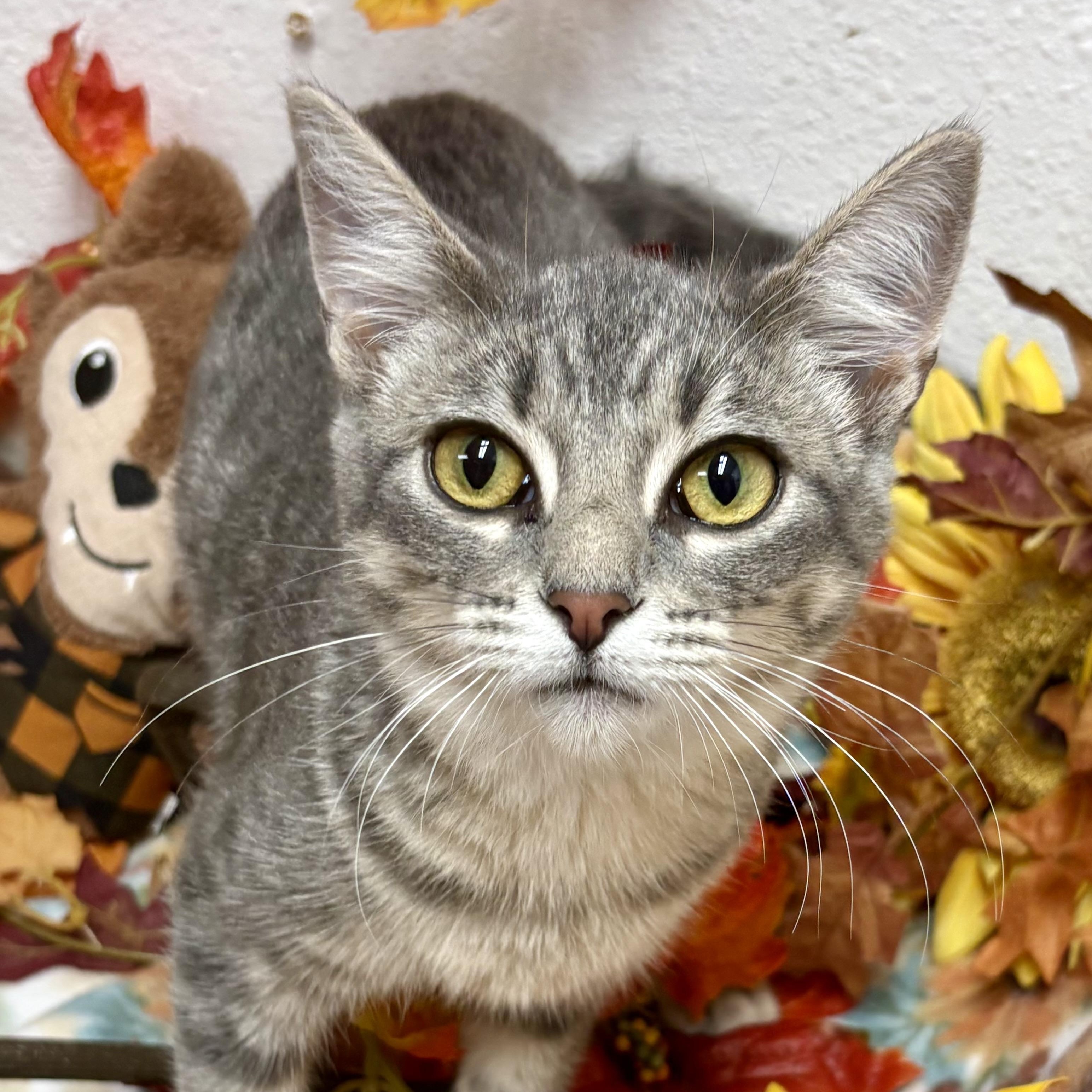 Enlarge Basil, a Adoptable mixed breed in Charles City, IA image 2/6