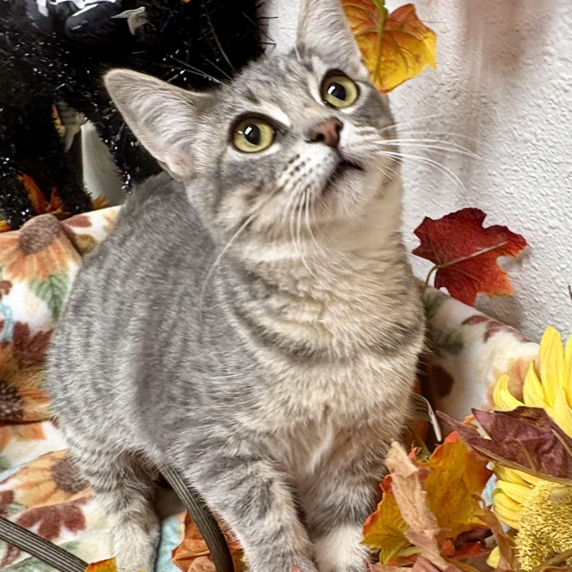Enlarge Basil, a Adoptable mixed breed in Charles City, IA image 1/6