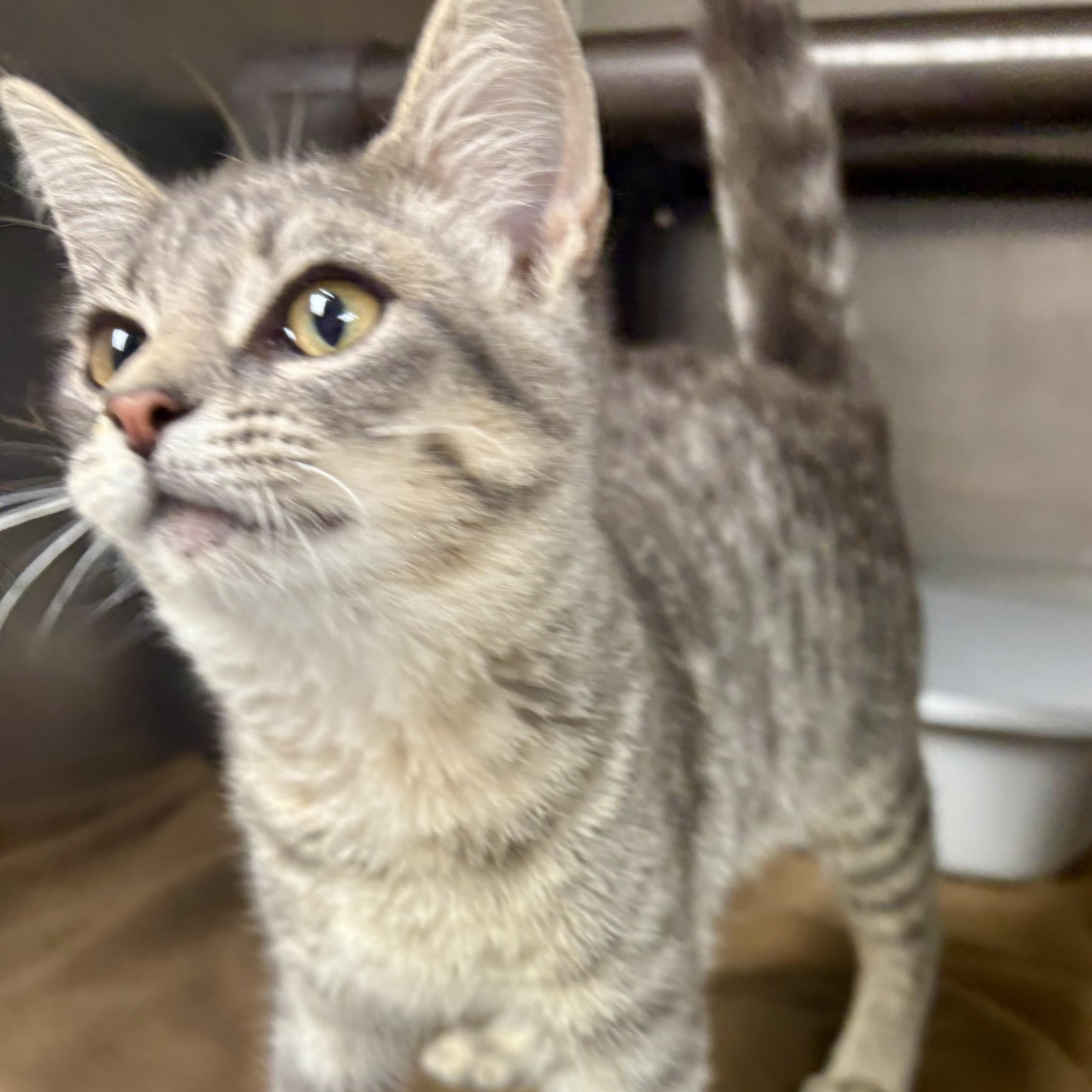 Enlarge Basil, a ADOPTABLE mixed breed in Charles City, IA image 5/5