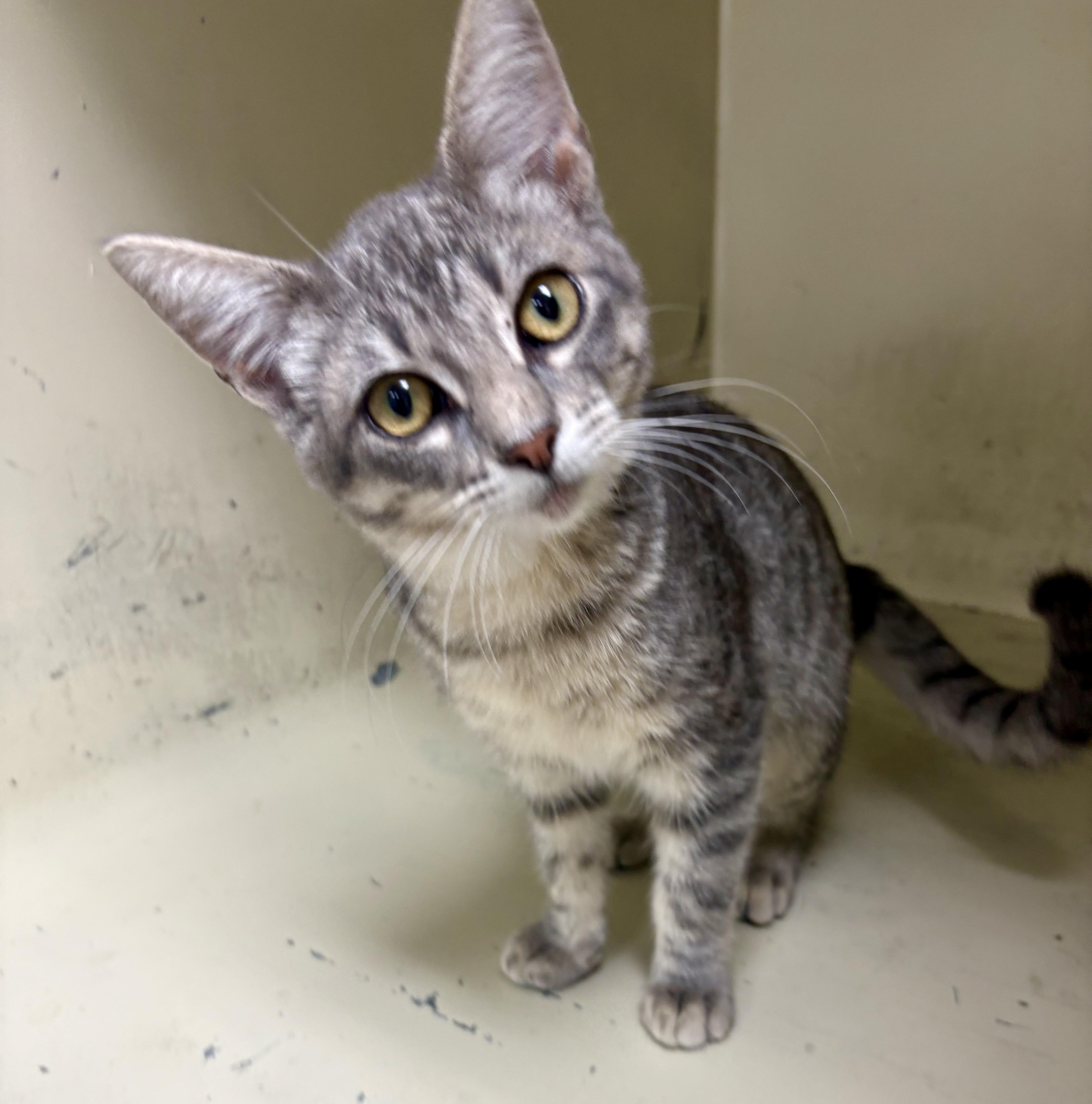 Enlarge Basil, a ADOPTABLE mixed breed in Charles City, IA image 4/5