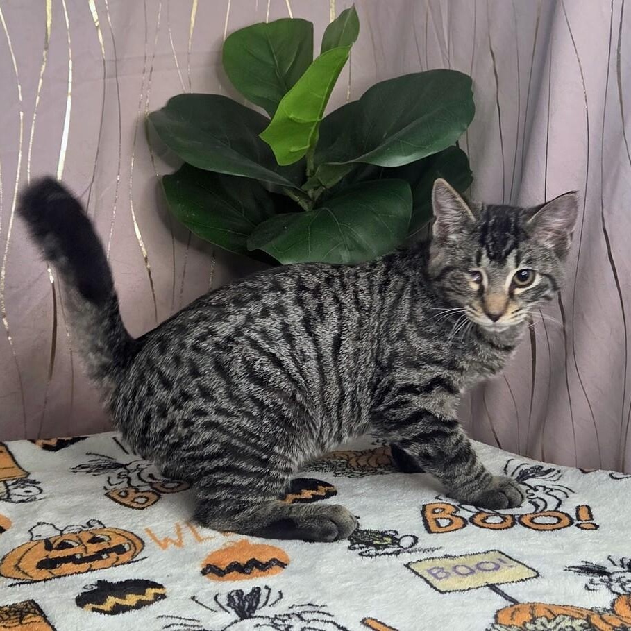 Enlarge Jinu (One Eyed Charmer), a Adoptable Tabby in Albany, NY image 5/6