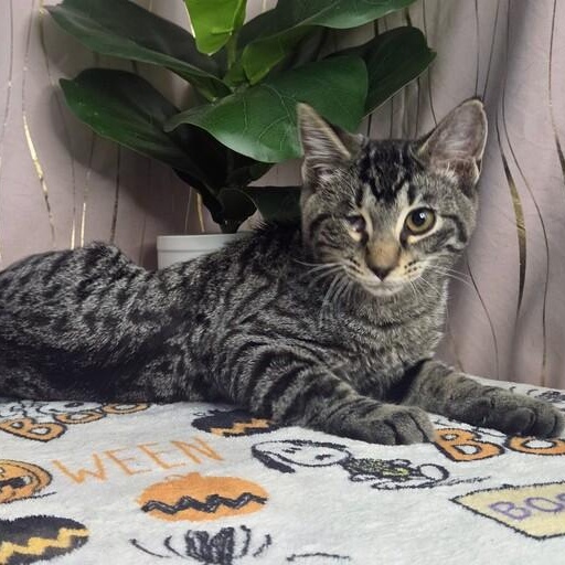 Enlarge Jinu (One Eyed Charmer), a Adoptable Tabby in Albany, NY image 6/6