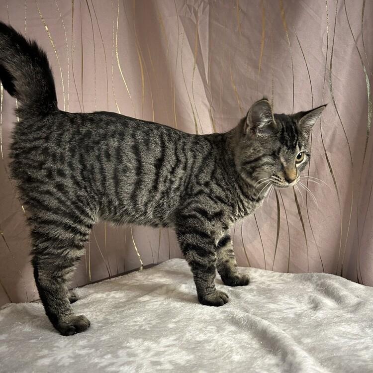 Enlarge Jinu (One Eyed Charmer), a Adoptable Tabby in Albany, NY image 4/6