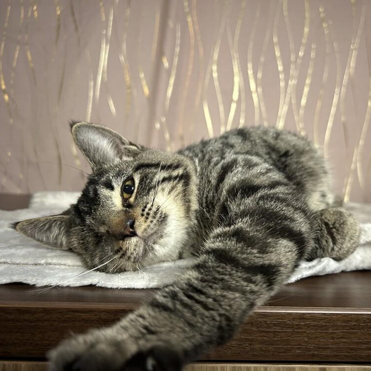 Enlarge Jinu (One Eyed Charmer), a Adoptable Tabby in Albany, NY image 2/6