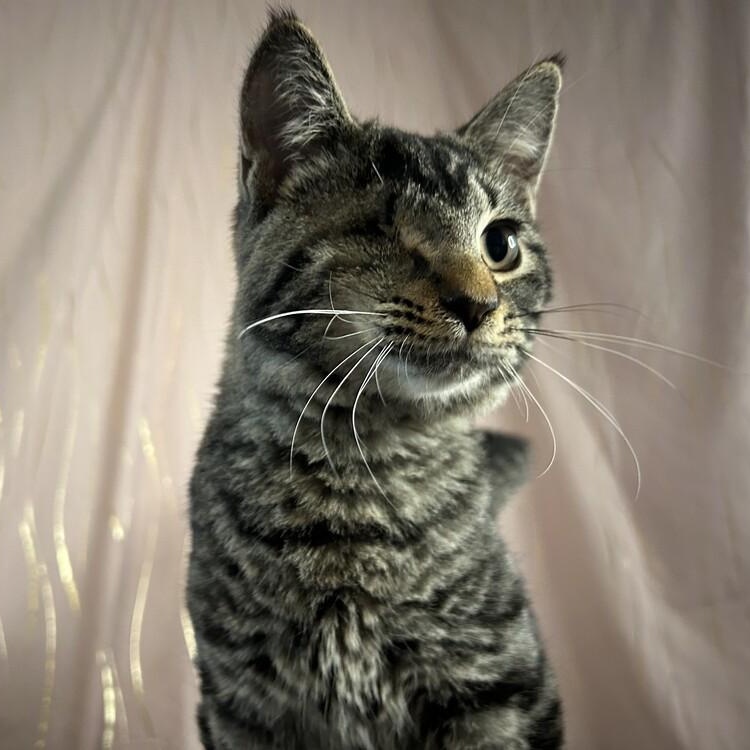 Enlarge Jinu (One Eyed Charmer), a Adoptable Tabby in Albany, NY image 3/6