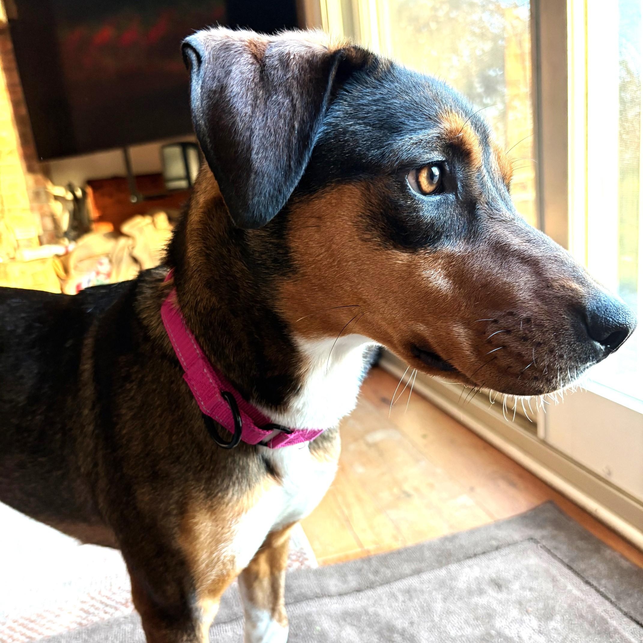 Enlarge Skyli, an adopted mixed breed in Palatine, IL image 3/4