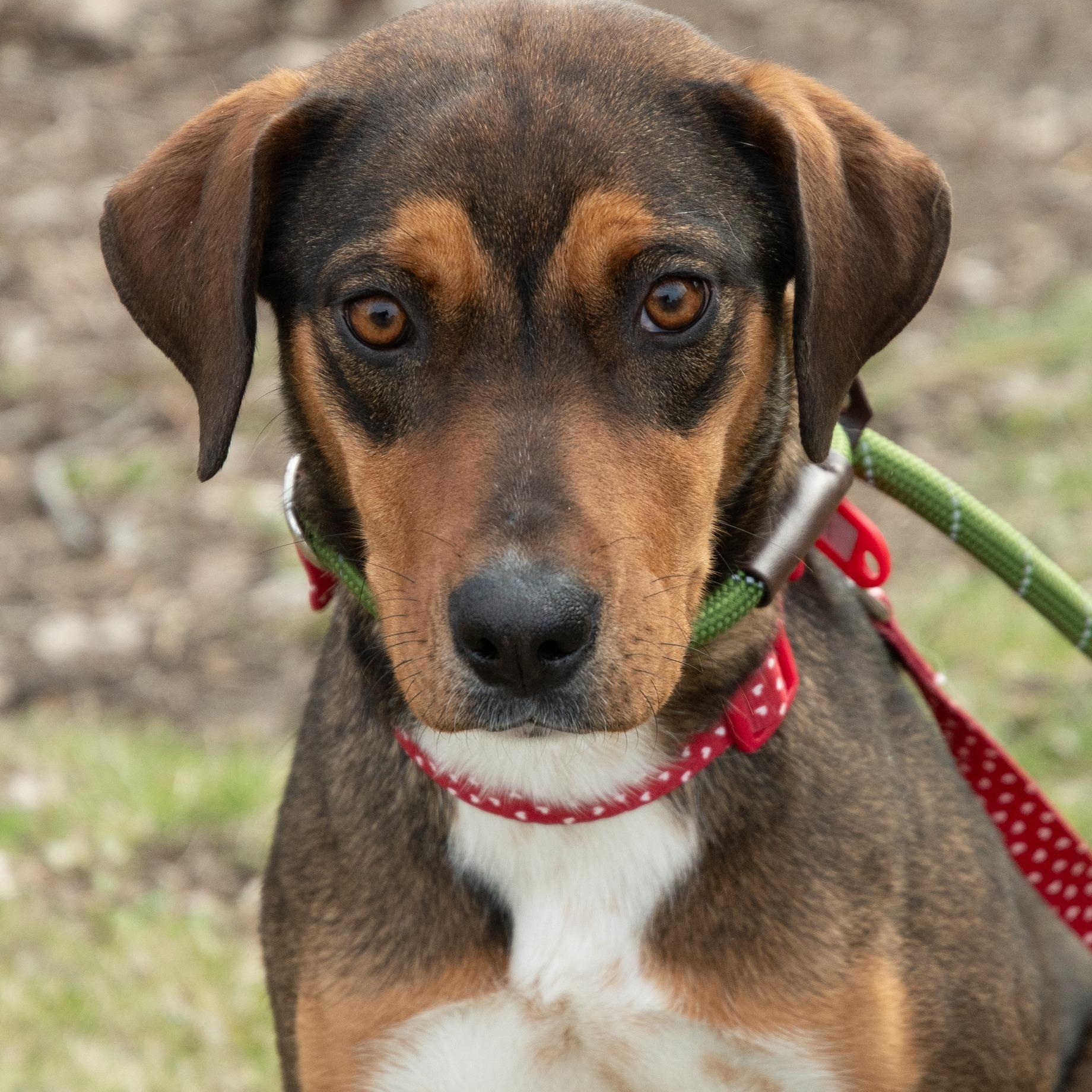 Skyli, adopted, Young Female Beagle & Mixed Breed.